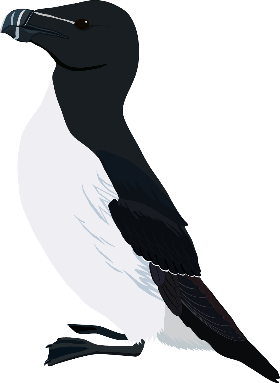 Close-up illustration of a razorbill.
