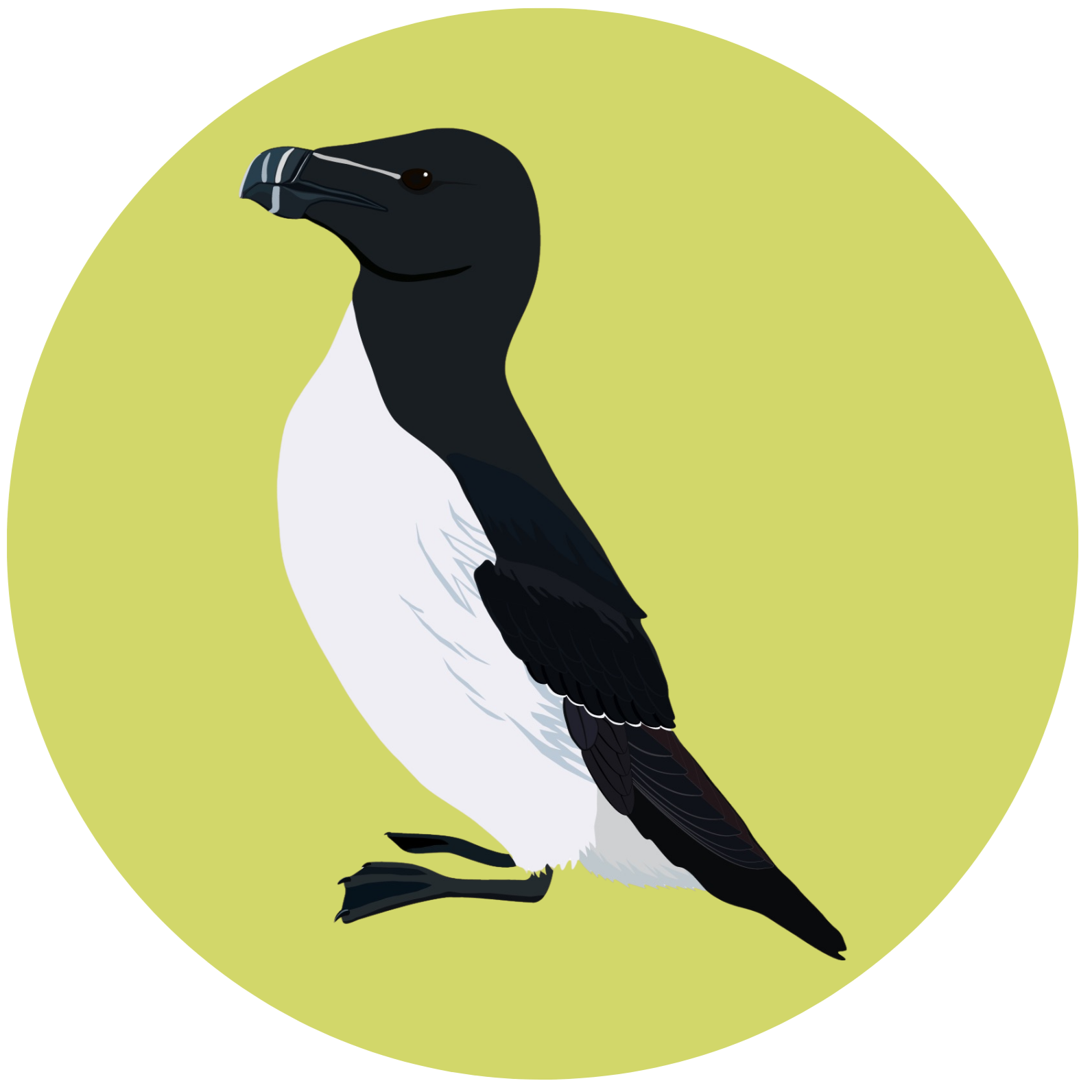 Illustration of a razorbill.