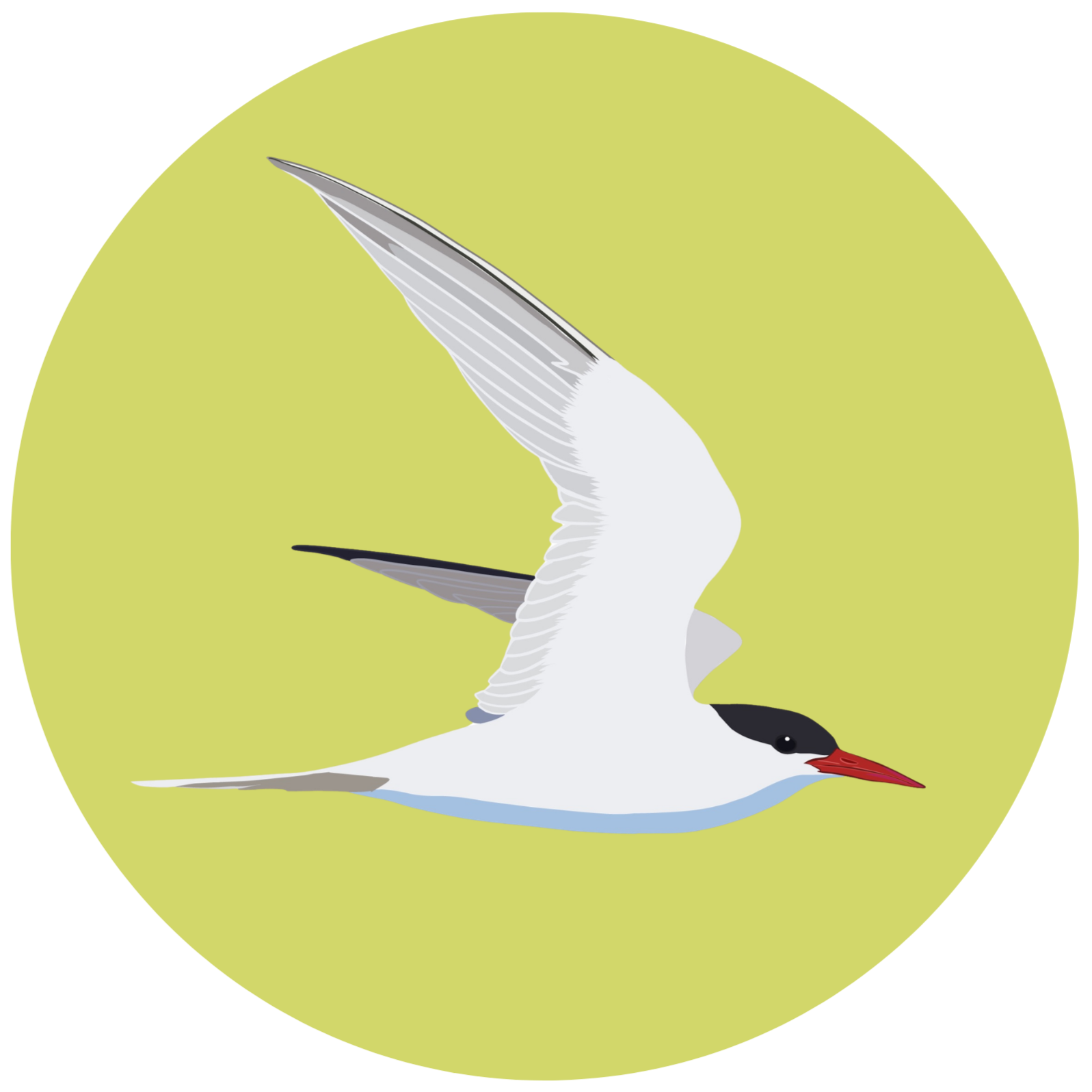 Illustration of an arctic tern flying with its wings spread out against a yellow circular background.