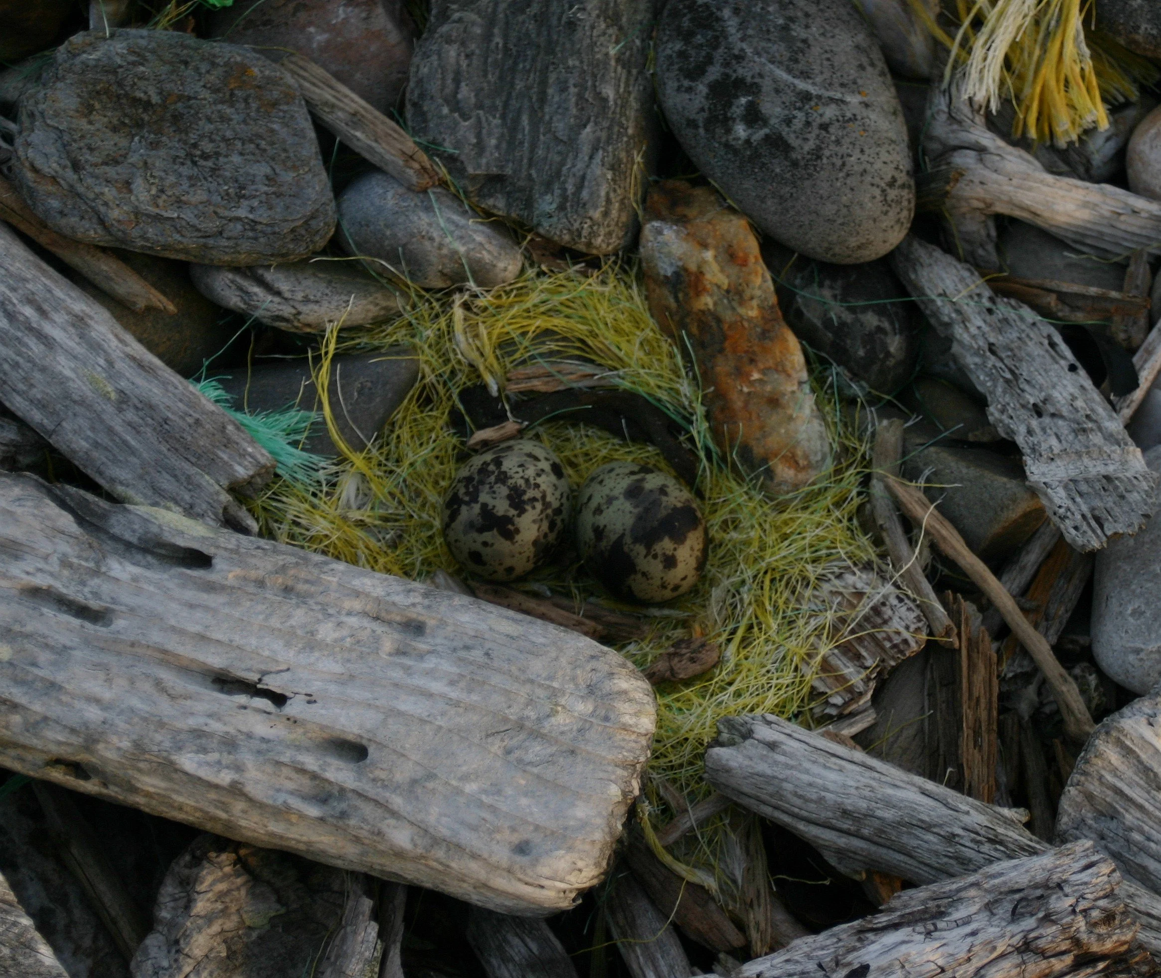Two speckled eggs in a nest among rocks and driftwood, with some yellow and green nesting material.