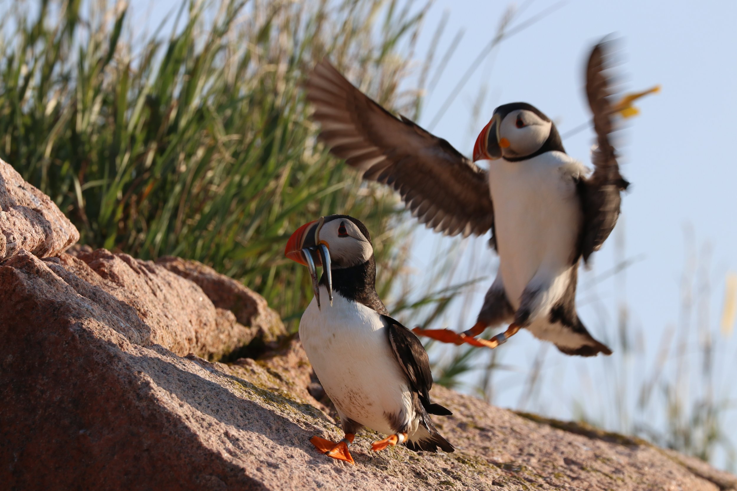 Two puffins on a rocky surface near grass, one puffin standing with its beak open and the other puffin in mid-flight with wings spread.