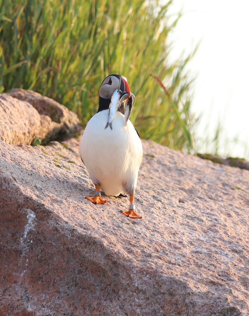 A puffin standing on a rock holding a fish in its beak with green grass and bright sky in the background.