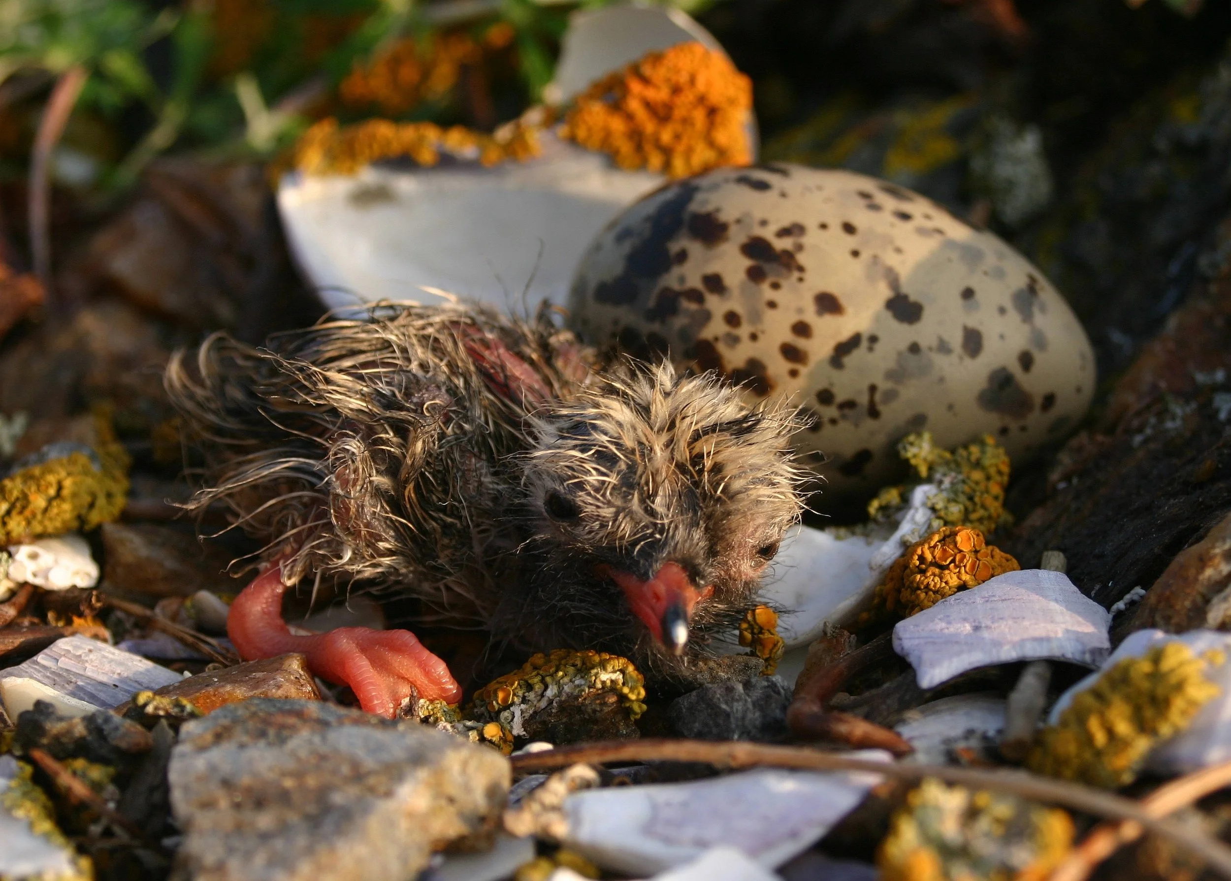 A freshly hatched tern bird chick lying on the ground surrounded by rocks, shells, and yellow lichen, with two speckled eggs nearby.
