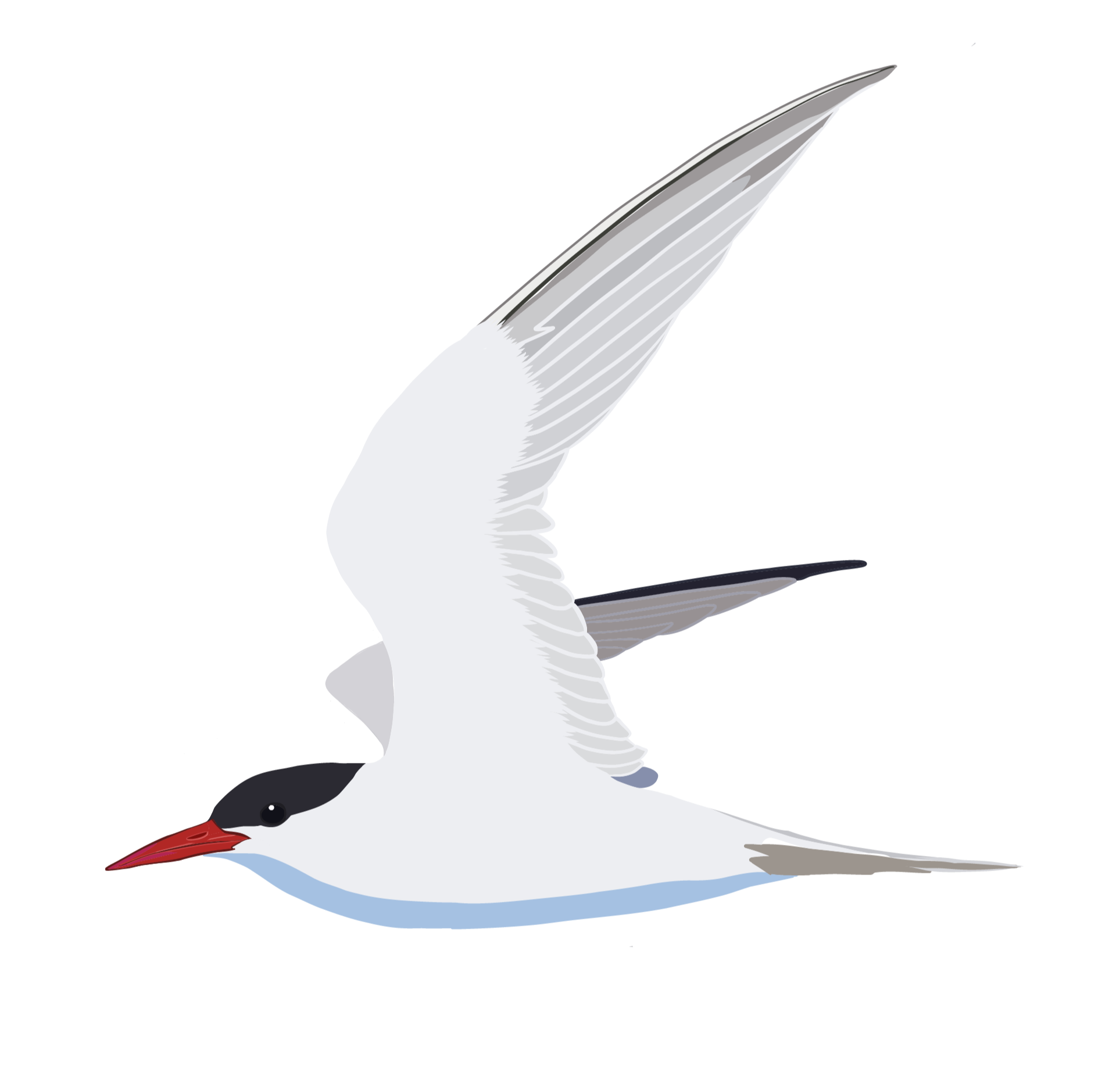 Digital illustration of an arctic tern, in flight with wings spread wide.