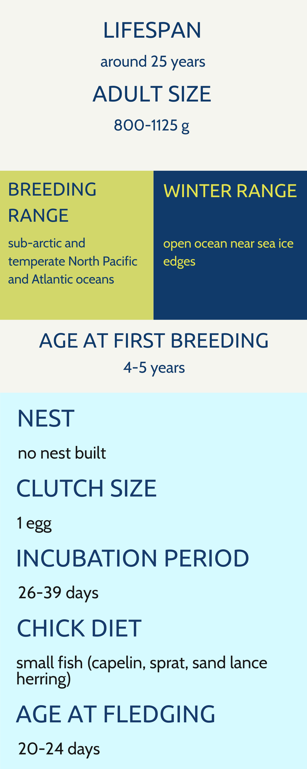 Infographic about seabird breeding, lifespan, and diet. Lifespan around 25 years. Adult size 800-1125 grams. Breeding range in North Pacific and Atlantic oceans. Winter range near sea ice edges. First breeding at 4-5 years. No nest built, clutch size 1 egg, incubation 26-39 days, diet of small fish. Fledging at 20-24 days.