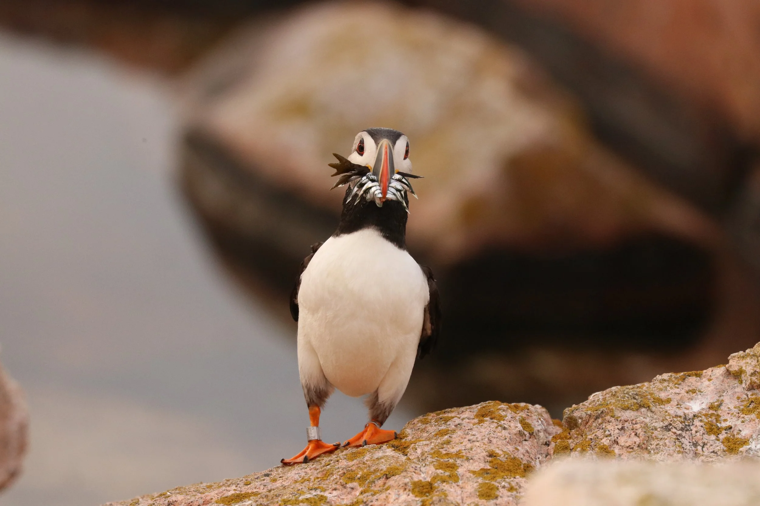 A puffin standing on a rocky surface, holding several small fish in its beak.