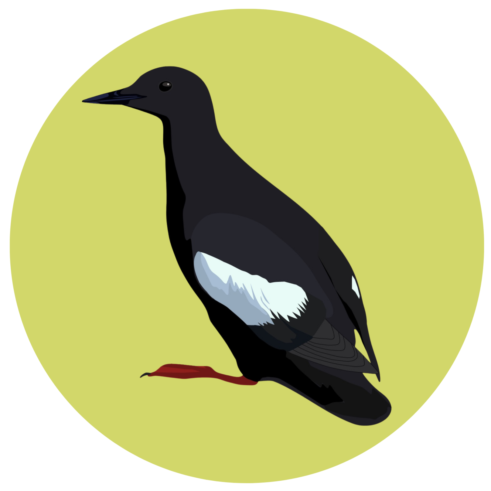 Digital illustration of a black guillemot on a greenish-yellow background.