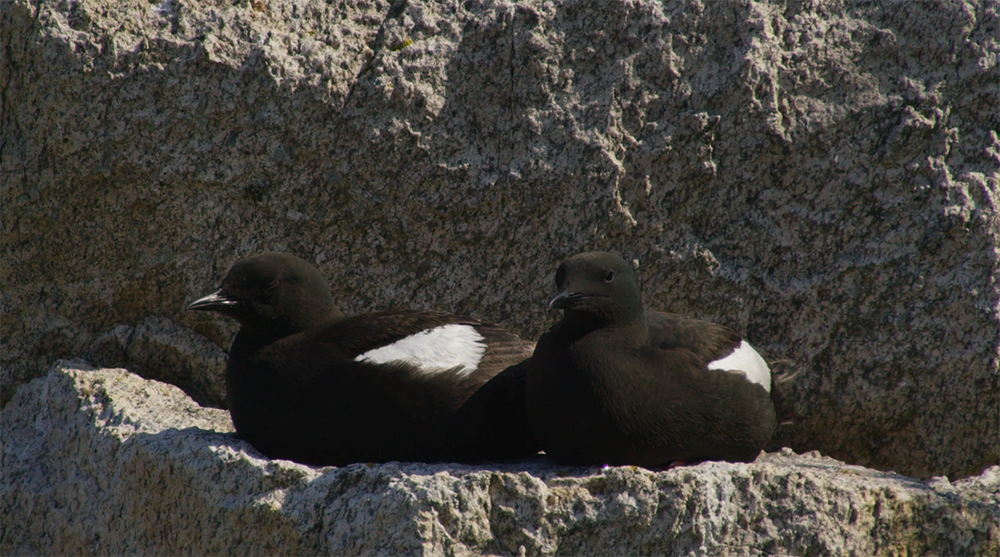 Two black birds with white patches sitting on a rocky surface near a large rock behind them.
