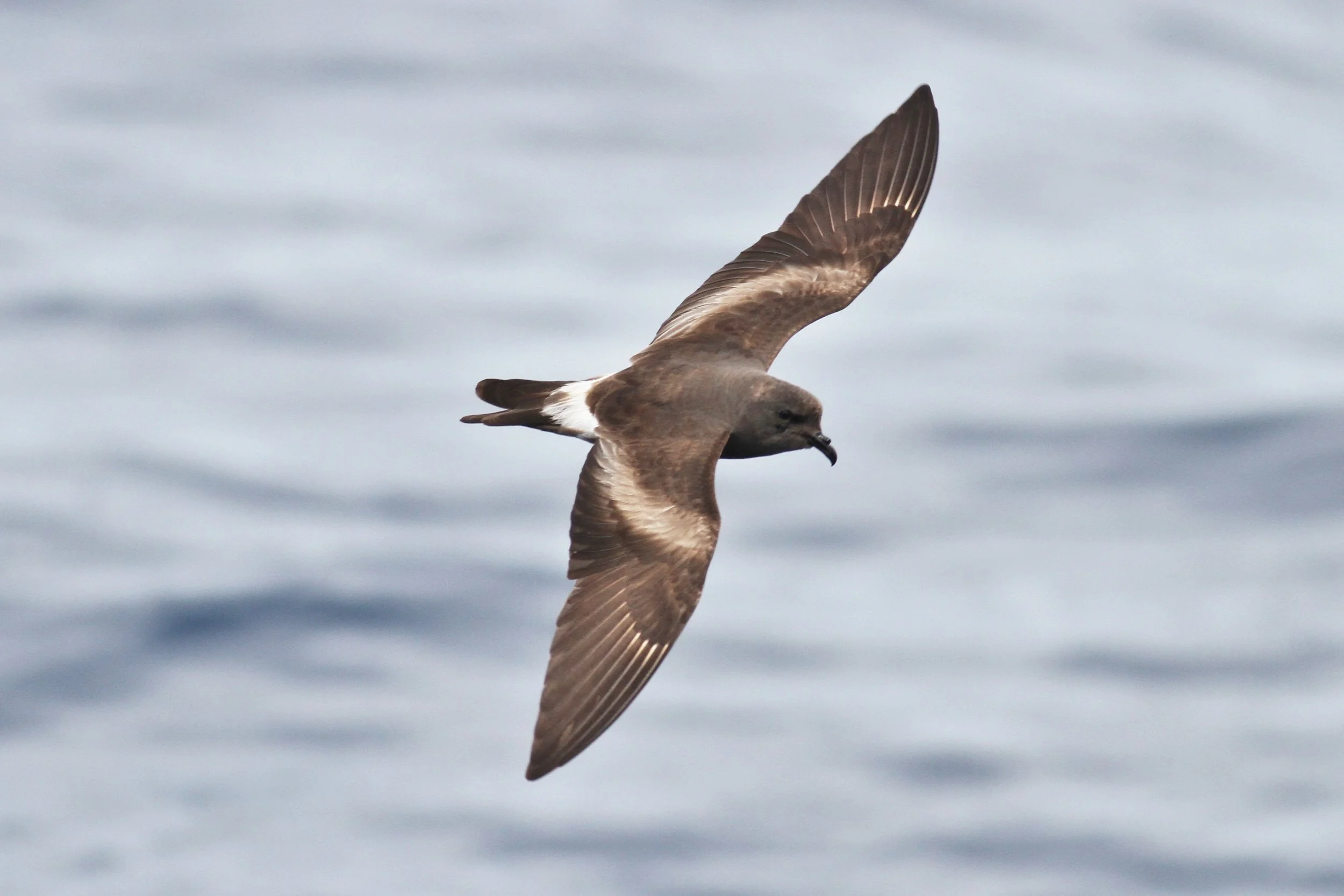 A leach's storm-petrel seabird flying over water with its wings spread wide.