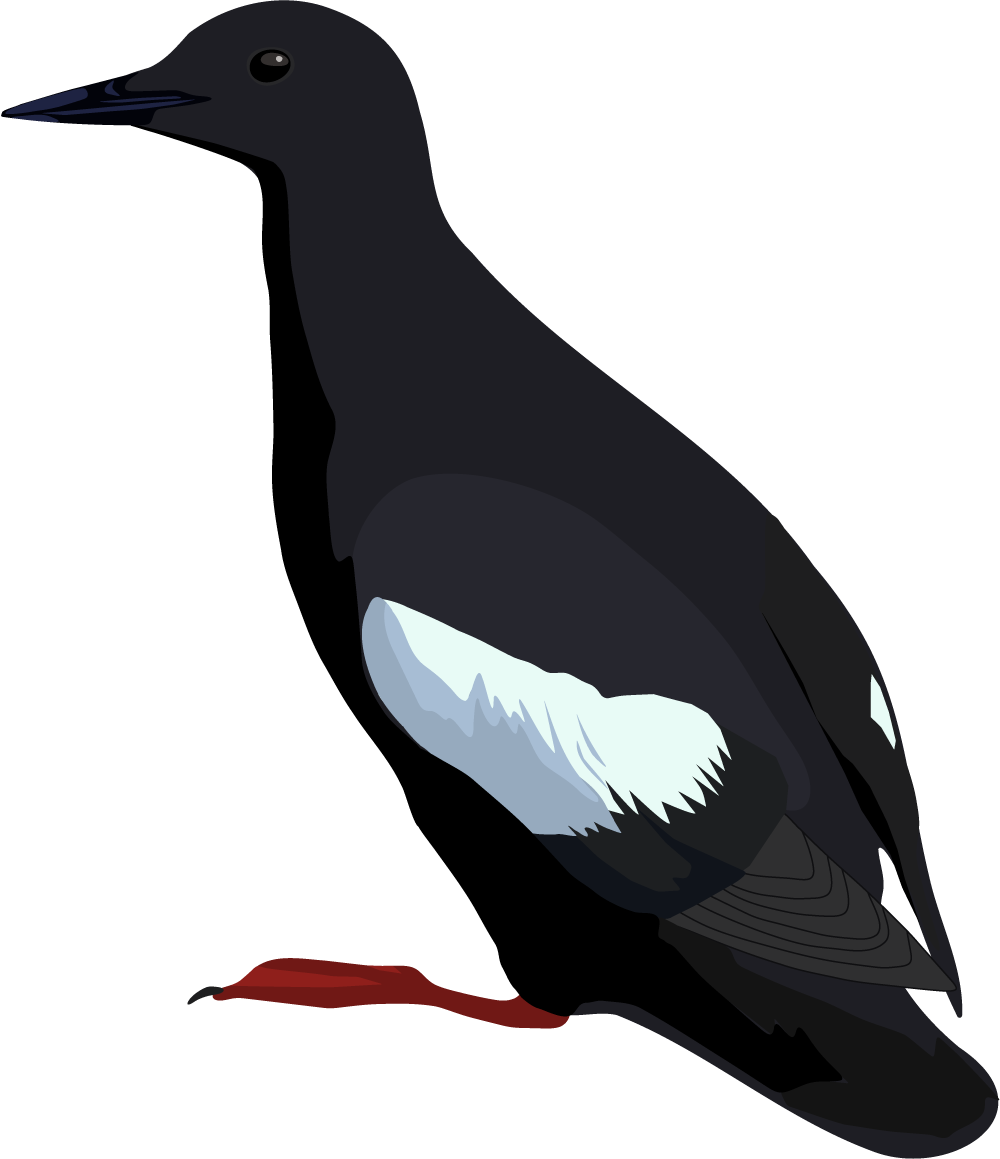 Digital illustration of a black guillemot.