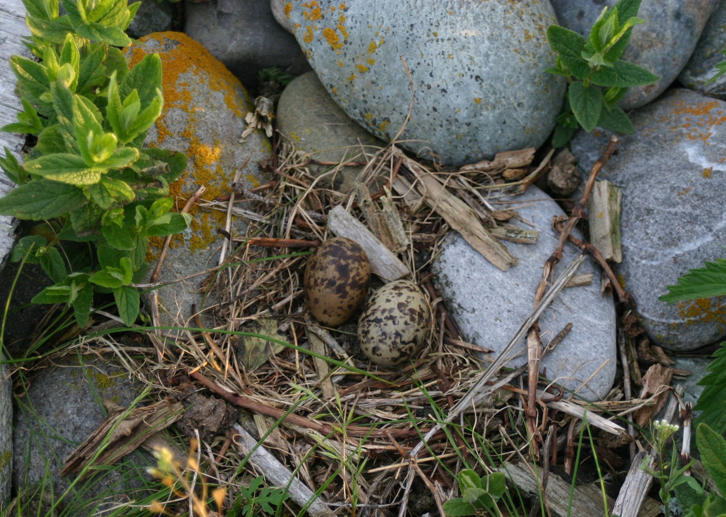 A bird's nest with two speckled eggs surrounded by rocks, twigs, and green plants.