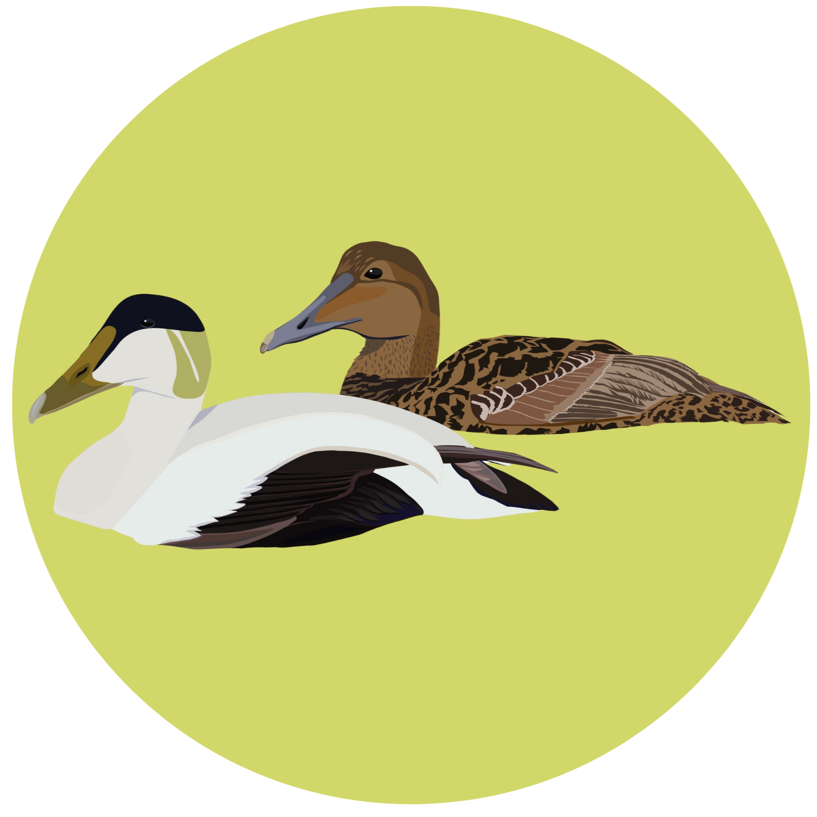 Illustration of a pair of common eider ducks, one with black and white plumage and the other with brown and patterned feathers, set against a yellow-green background.