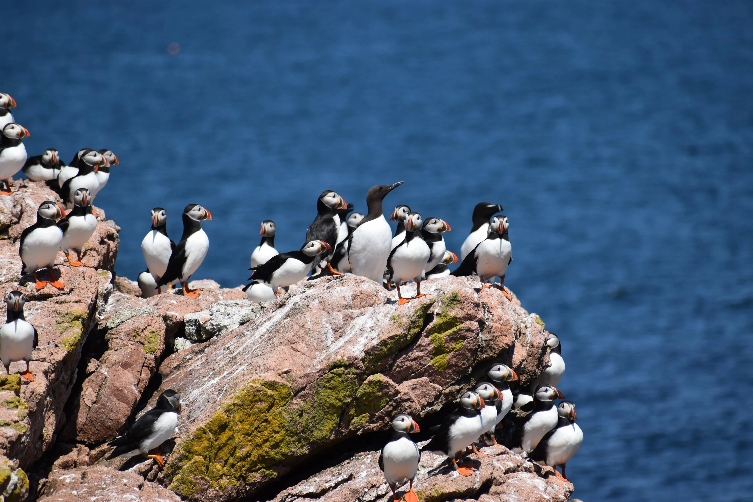 A large group of puffins and razorbills standing on a rocky cliff by the ocean.
