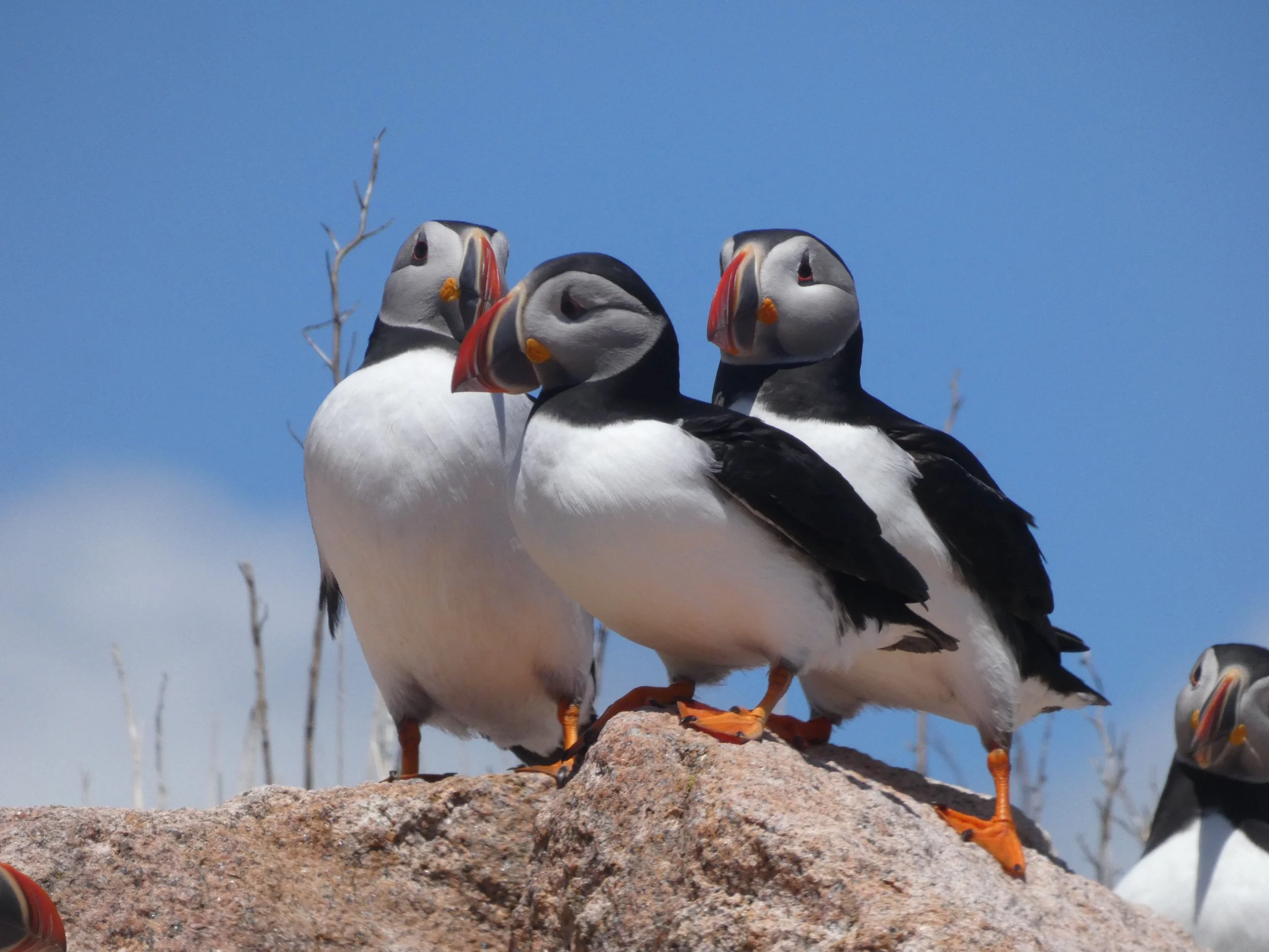 Group of three puffins standing on a rock against a blue sky, with one puffin partly visible on the right.