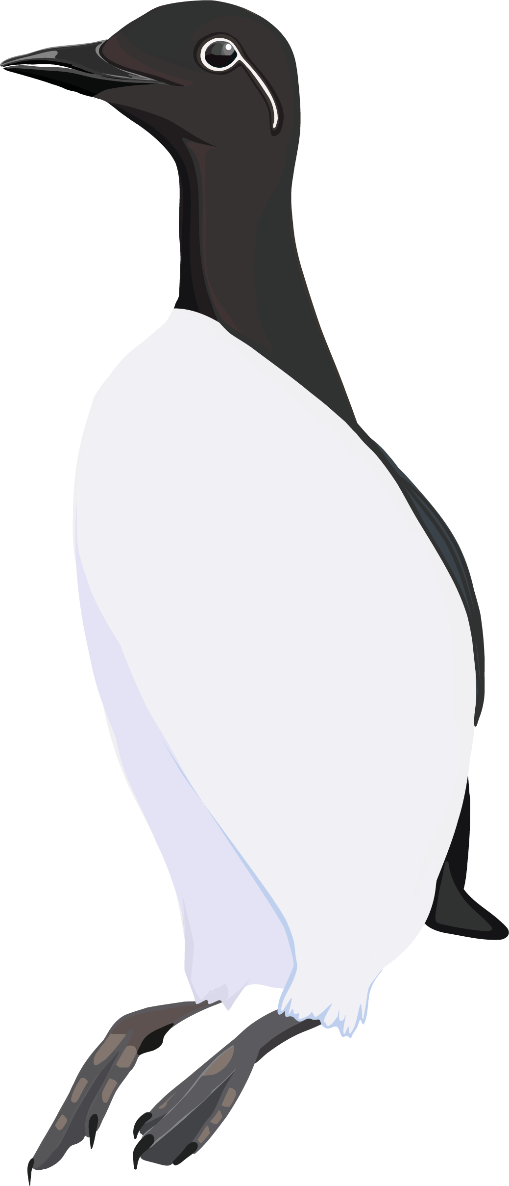 Digital illustration of a common murre.