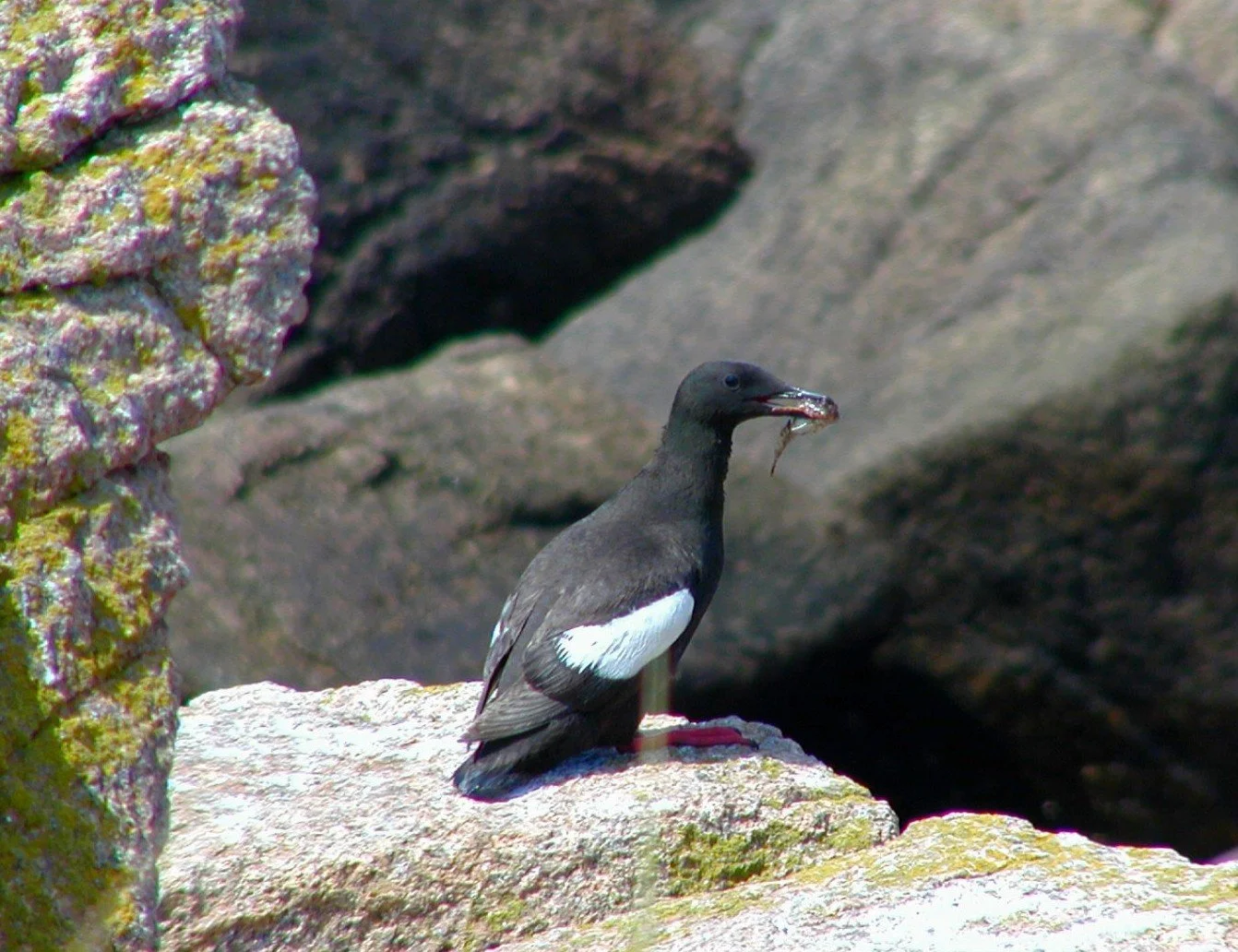 A black guillemot perched on a rock, holding a small fish in its beak, with rocky surroundings in the background.