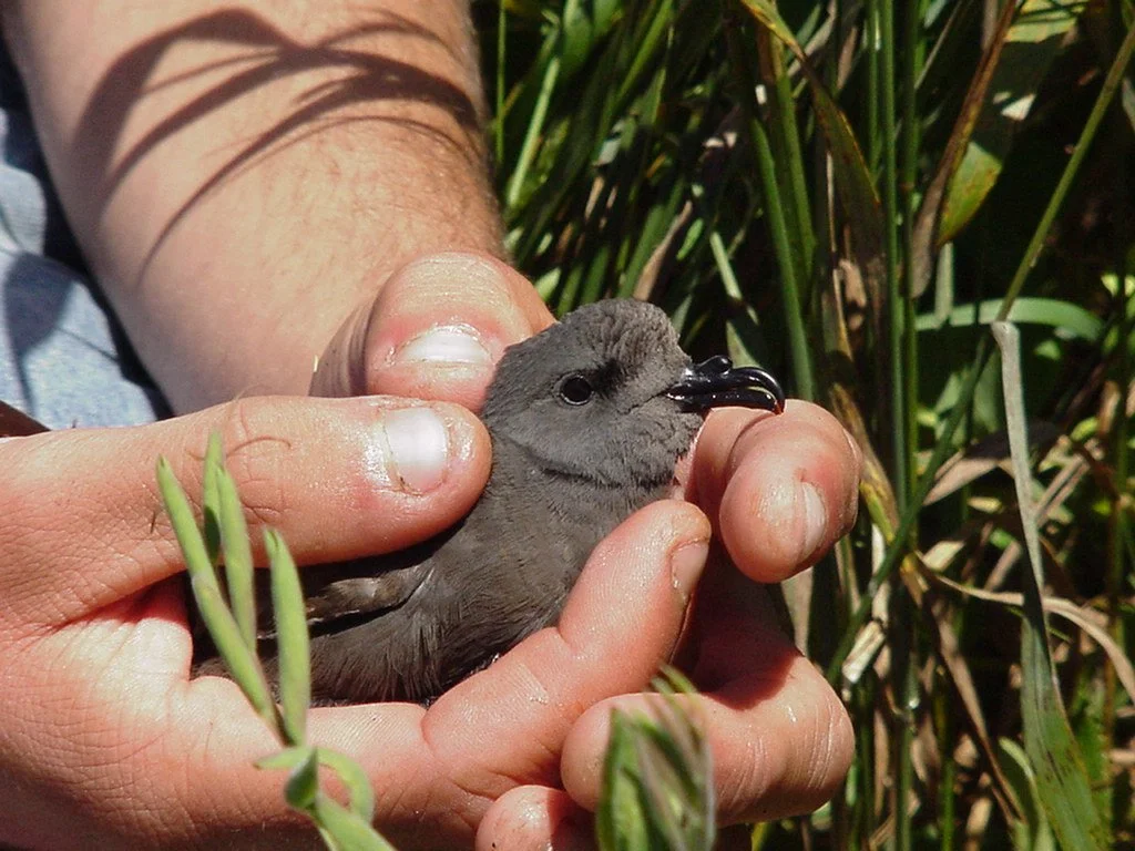 A person holding a leach's storm petrel: small, dark gray bird with a thick black beak in their hands, amidst green grasses and plants.