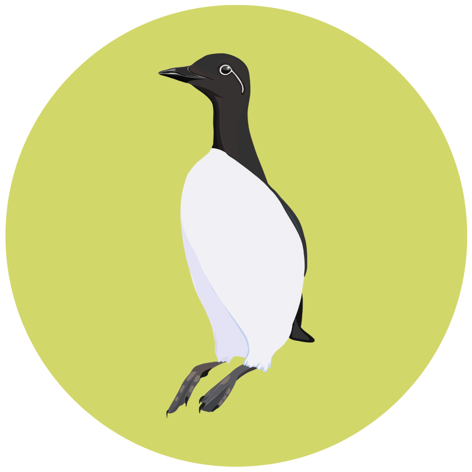 Illustration of a common murre.
