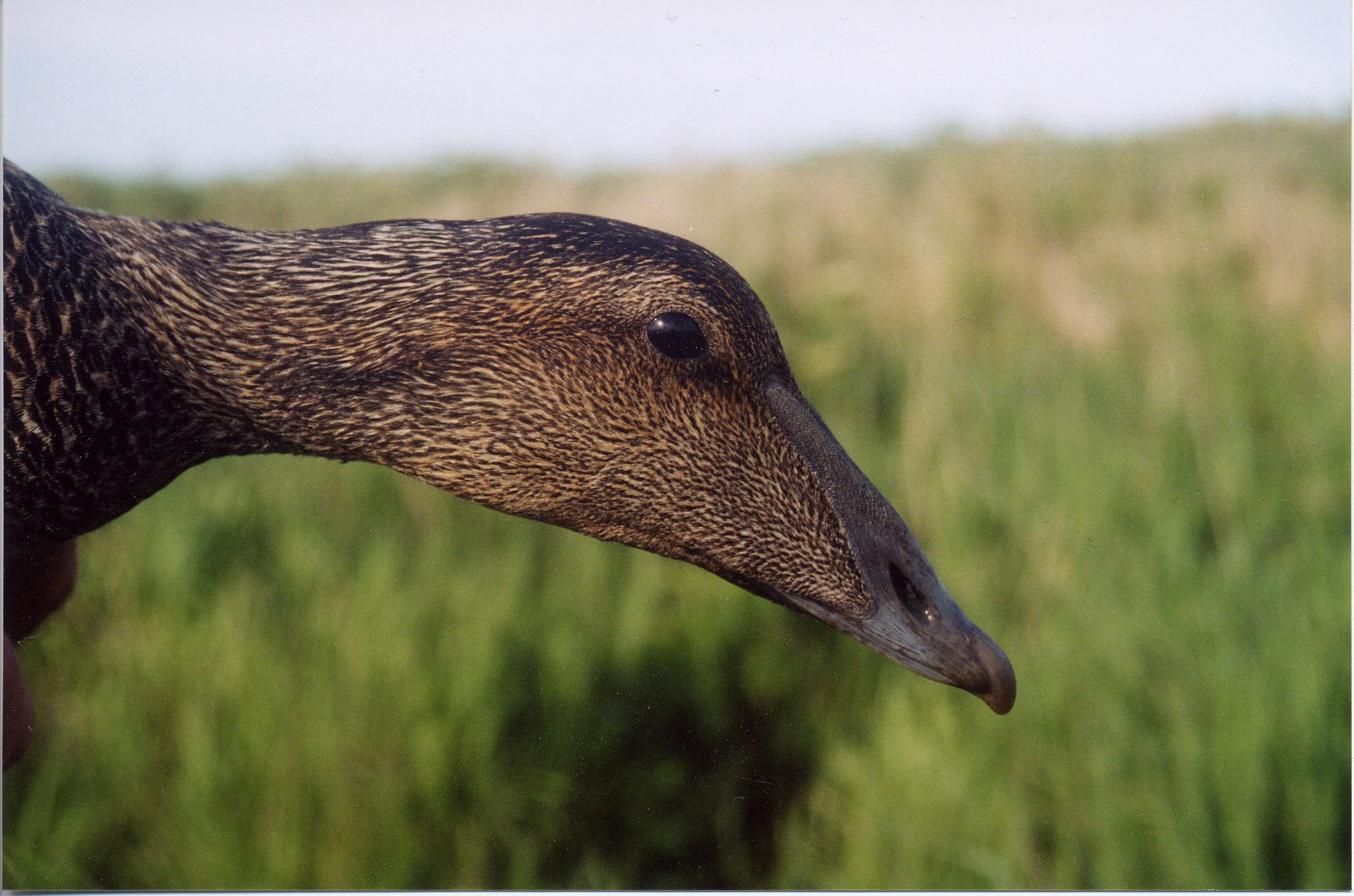 Close-up of a common eider hen.