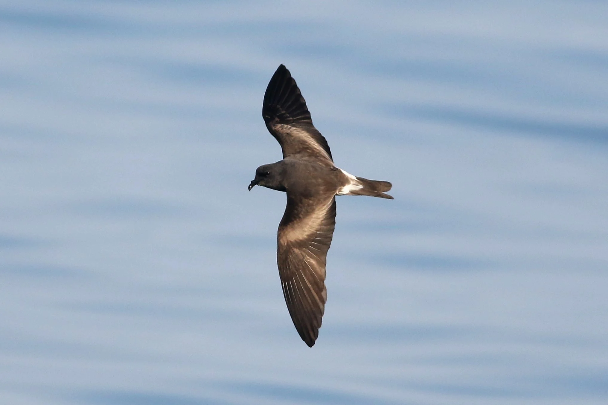A leach's storm-petrel in flight over a body of water with ripples, showing its wings spread wide and head slightly angled downward.