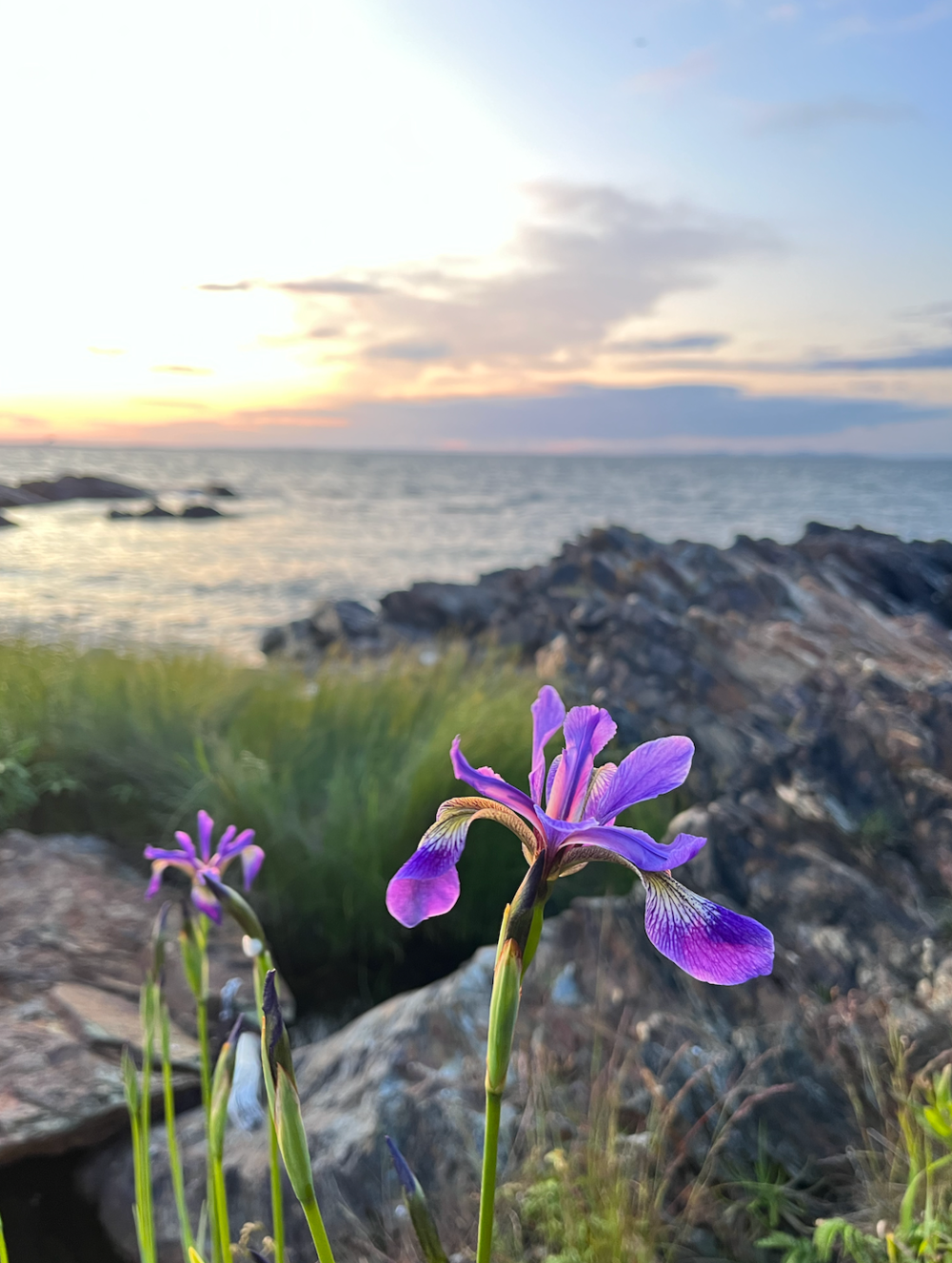 Purple flowers growing on rocky shore at sunset with ocean waves in background.