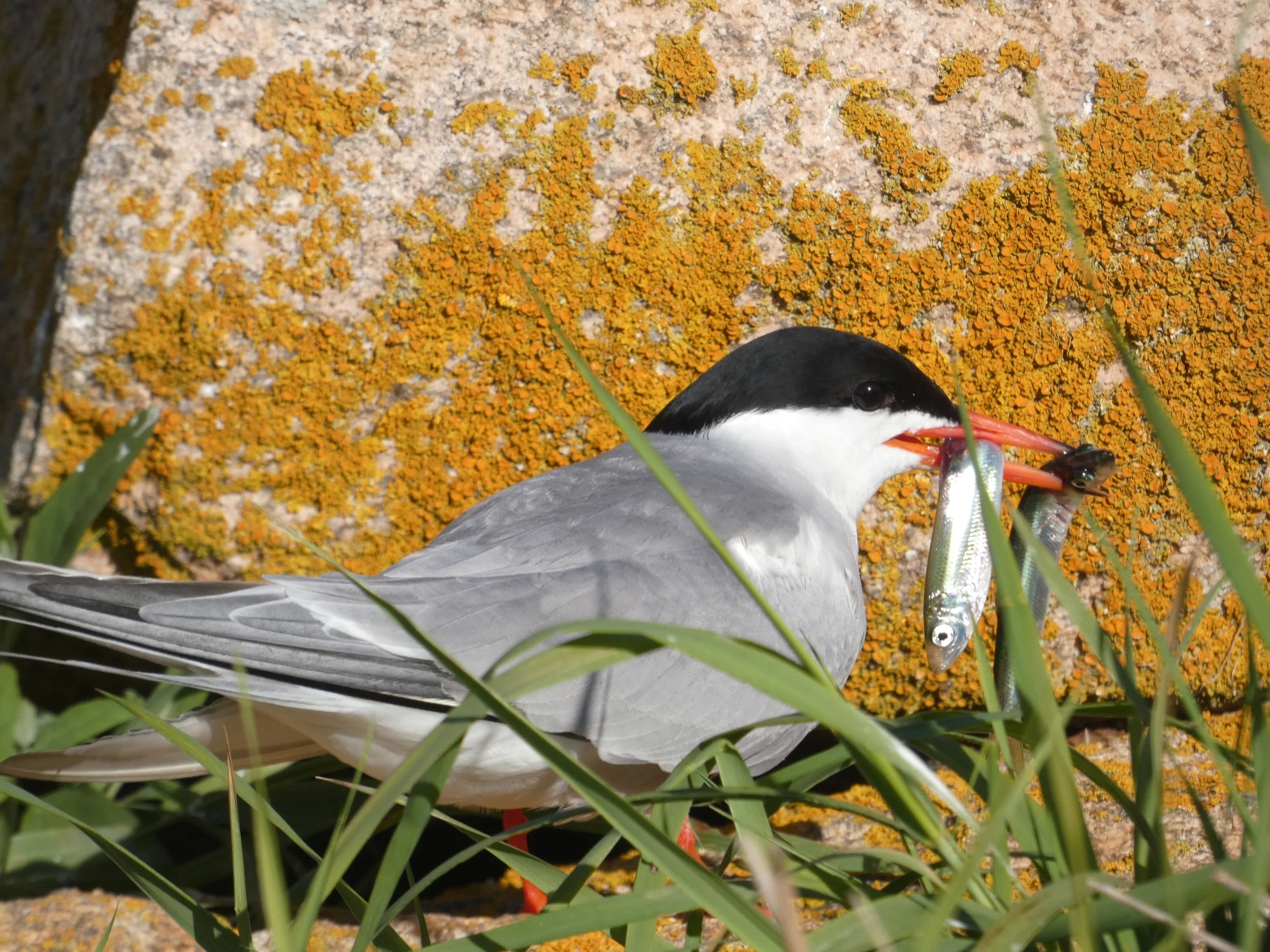 A common tern with black and white plumage, likely a tern, perched on rocks and green grass, holding a fish in its beak.