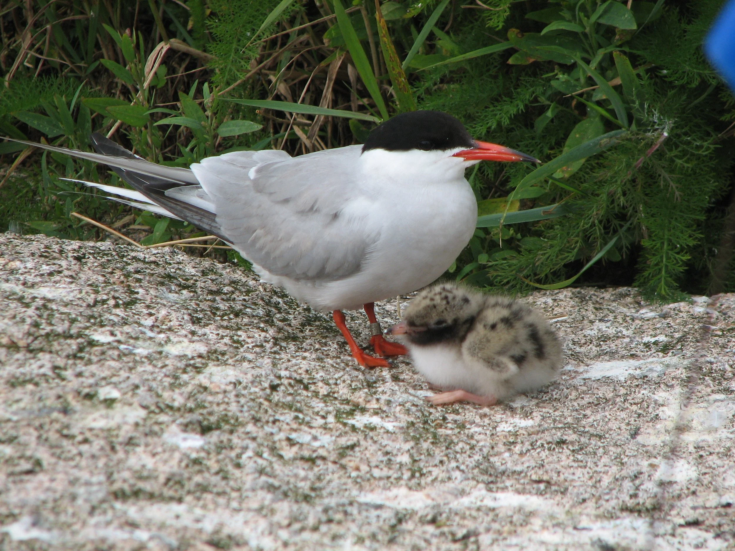 A common tern with a black head, white body, and orange beak and legs stands on a rocky surface next to a fluffy chick with spots on its back, against a background of green foliage.