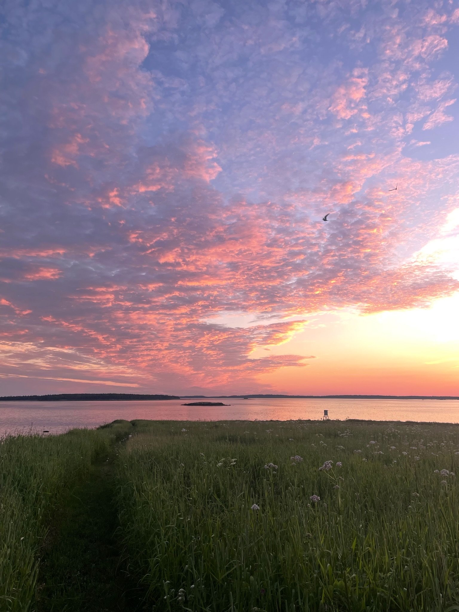 A sunset over a grassy field leading to a body of water, with colorful pink and purple clouds in the sky and two birds flying.