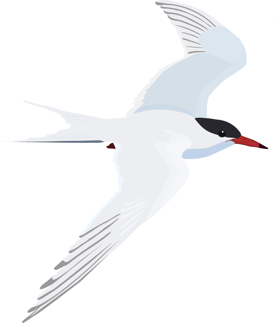 Illustration of a common tern in flight with black markings and a red beak, facing right.