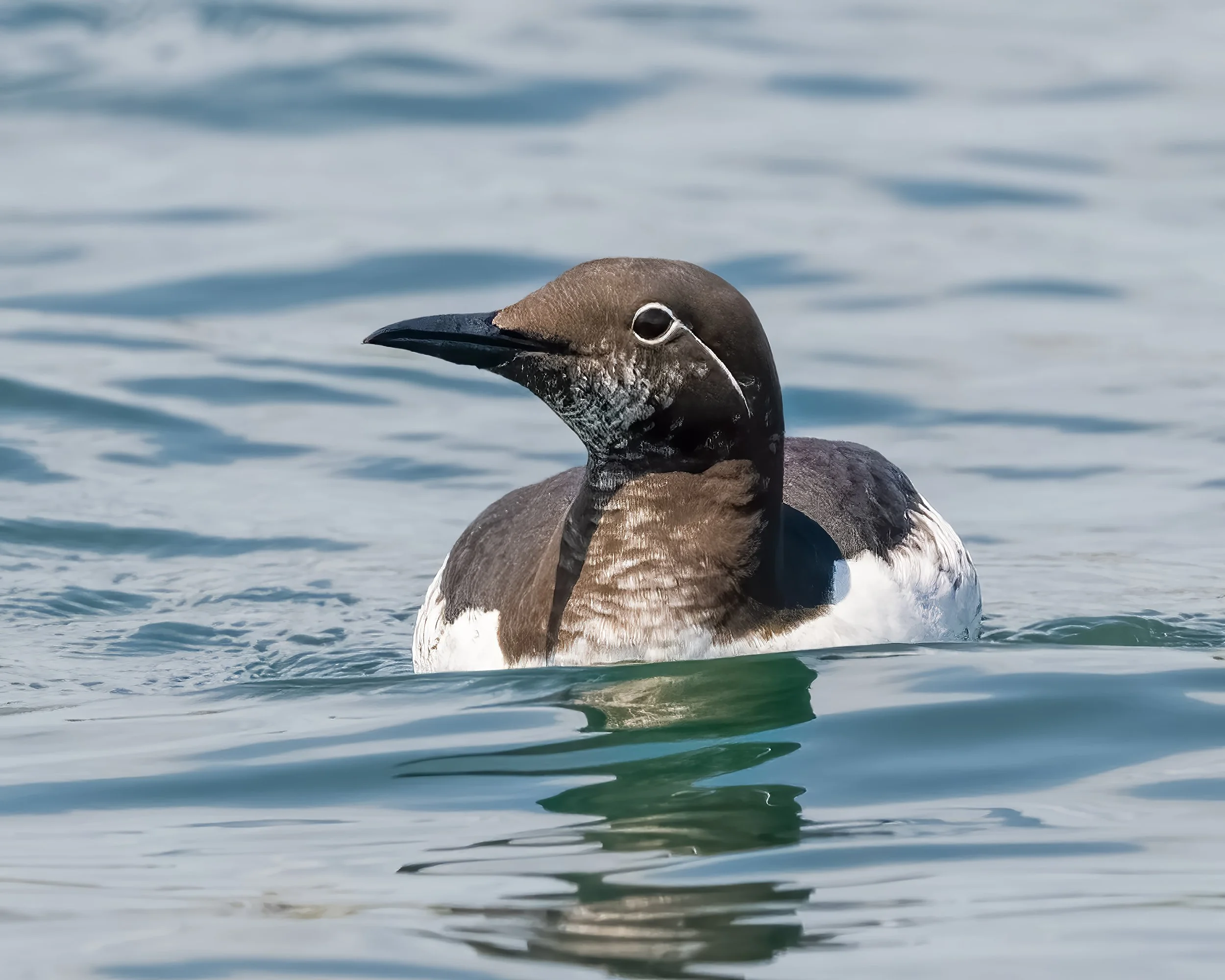 common-murre-floating.jpg