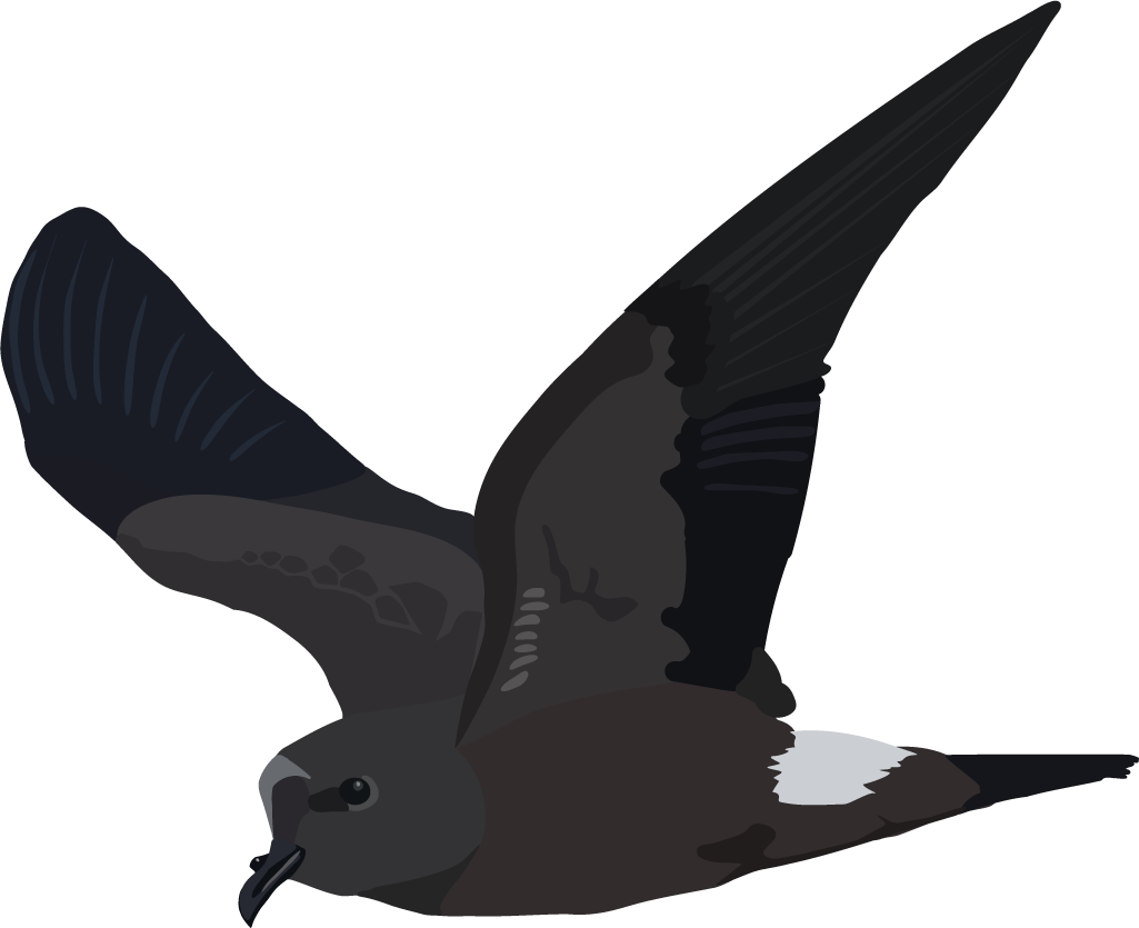 An illustration of a leach's storm-petrel