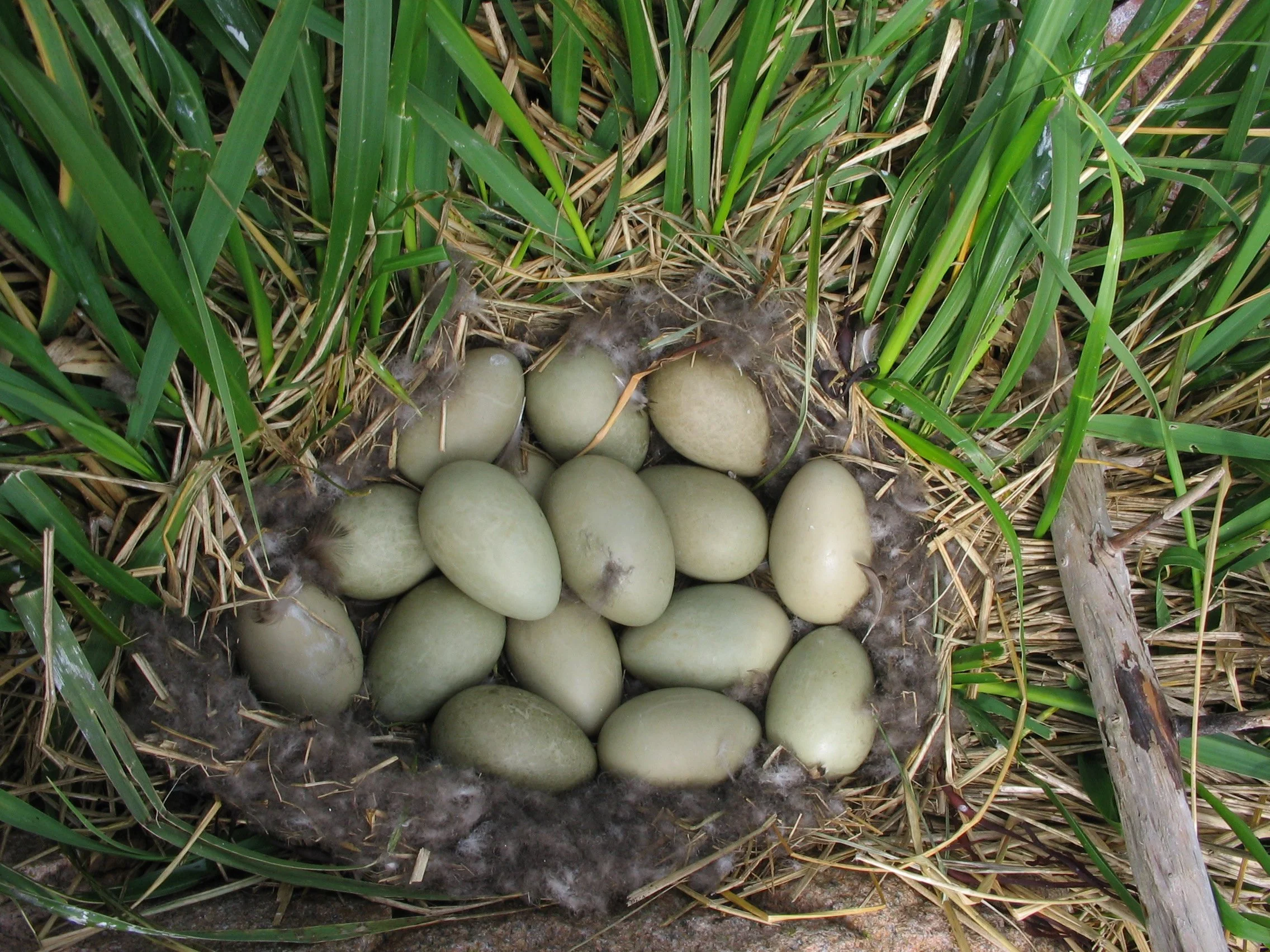 Common eider's nest with multiple eggs surrounded by green grass and hay.