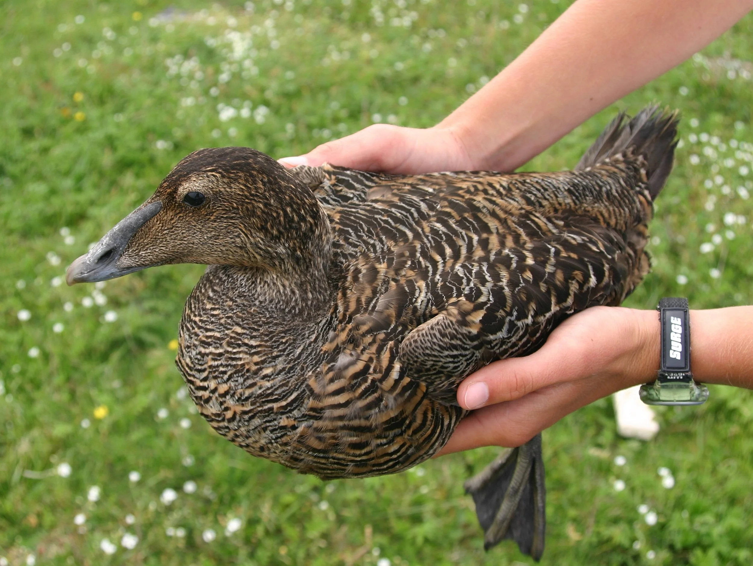 A person holding a common eider hen.