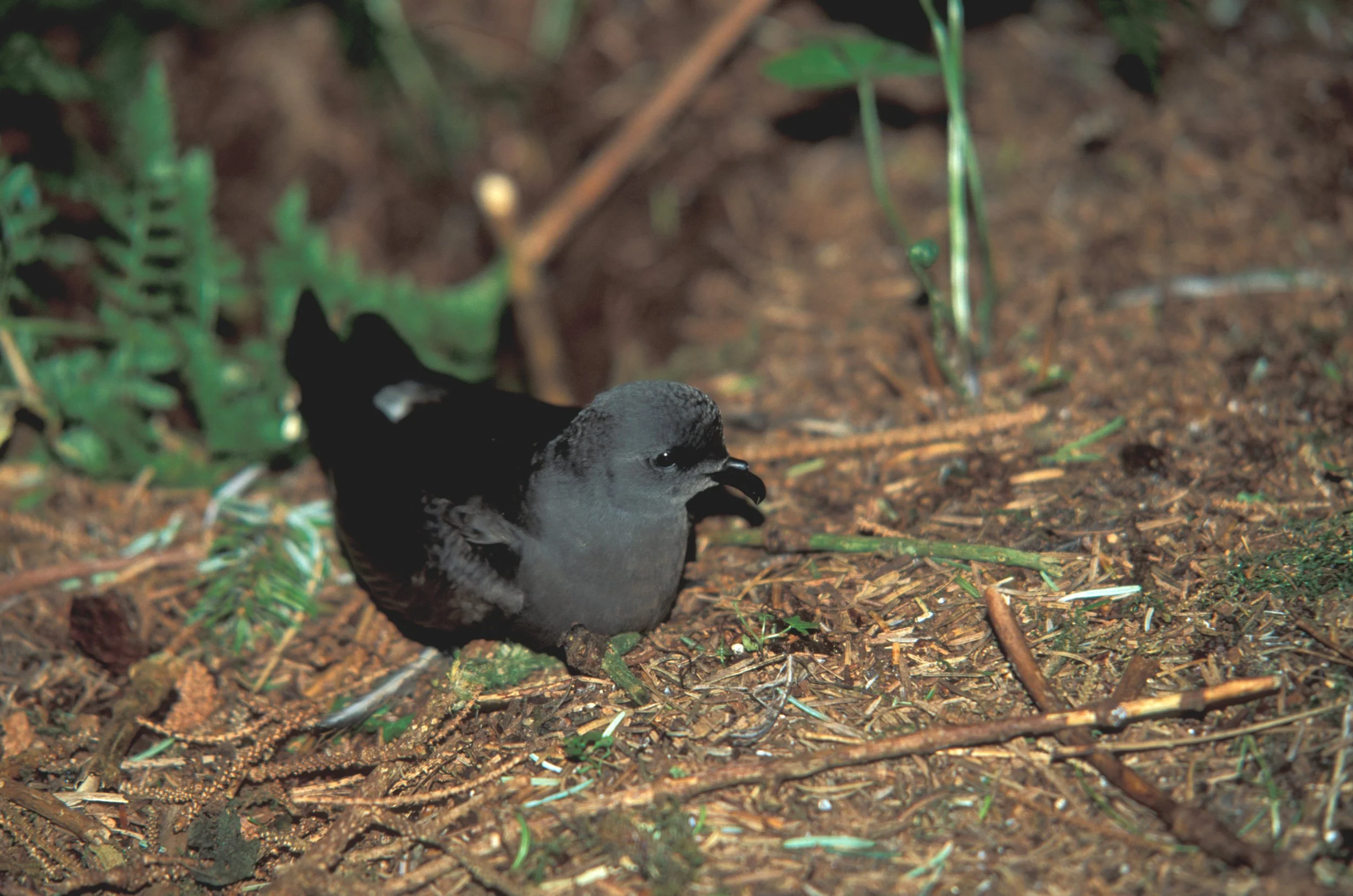 A small leach's storm-petrel bird with black and gray feathers on the ground among dirt and green plants, with a seed in its beak.
