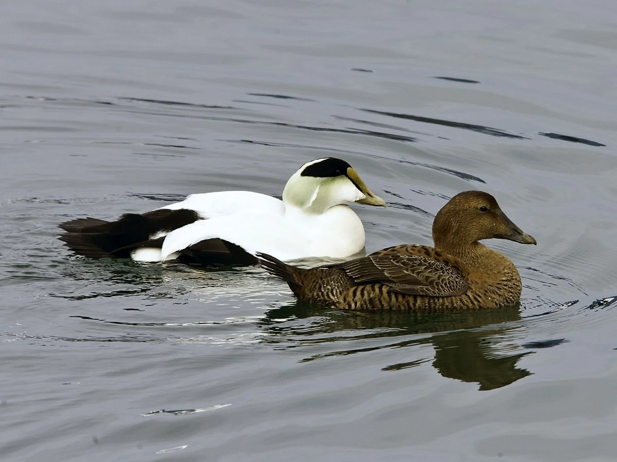 A pair of eider ducks swimming in a body of water, one male and one female.