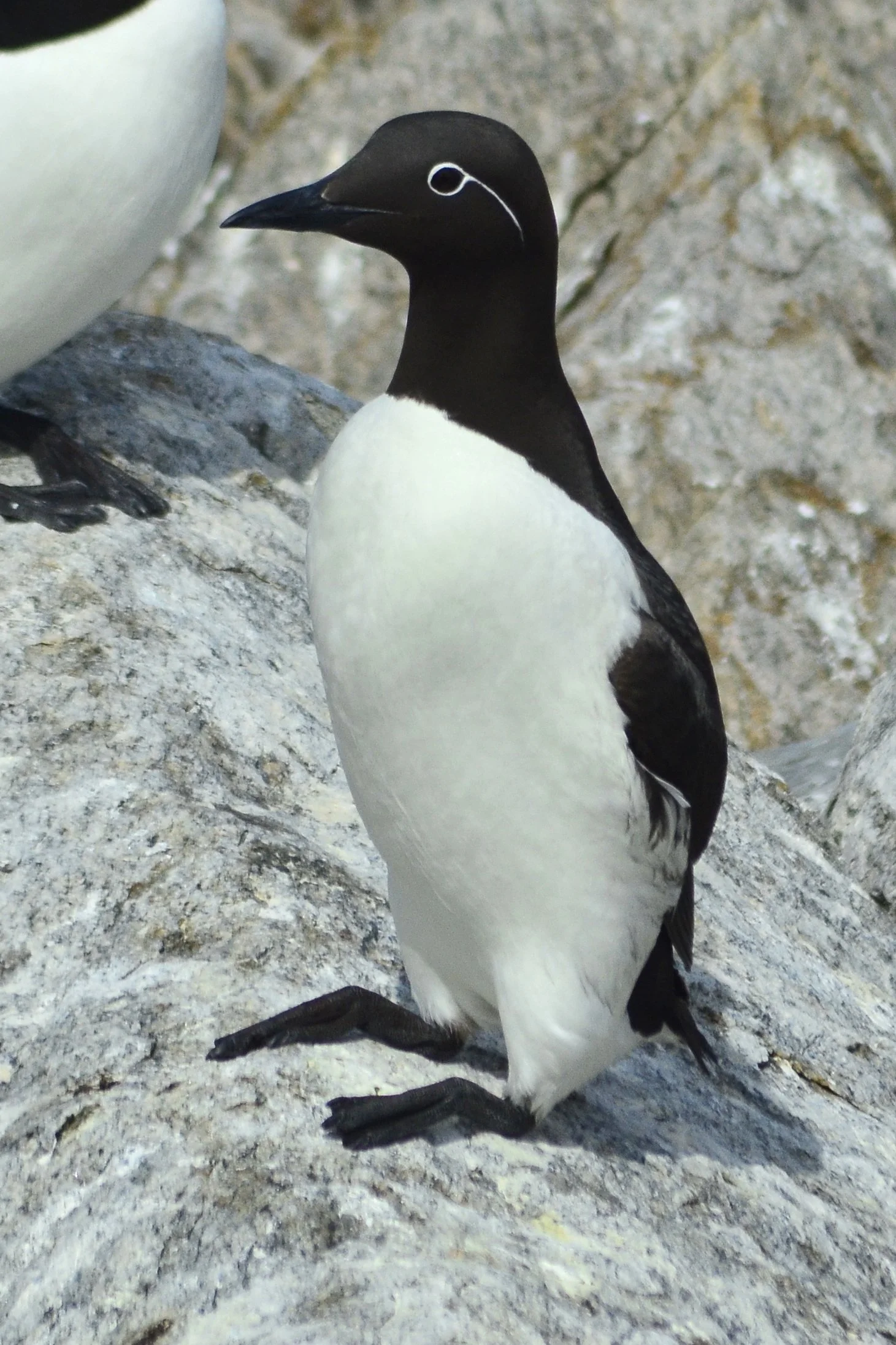 common_murre2.JPG