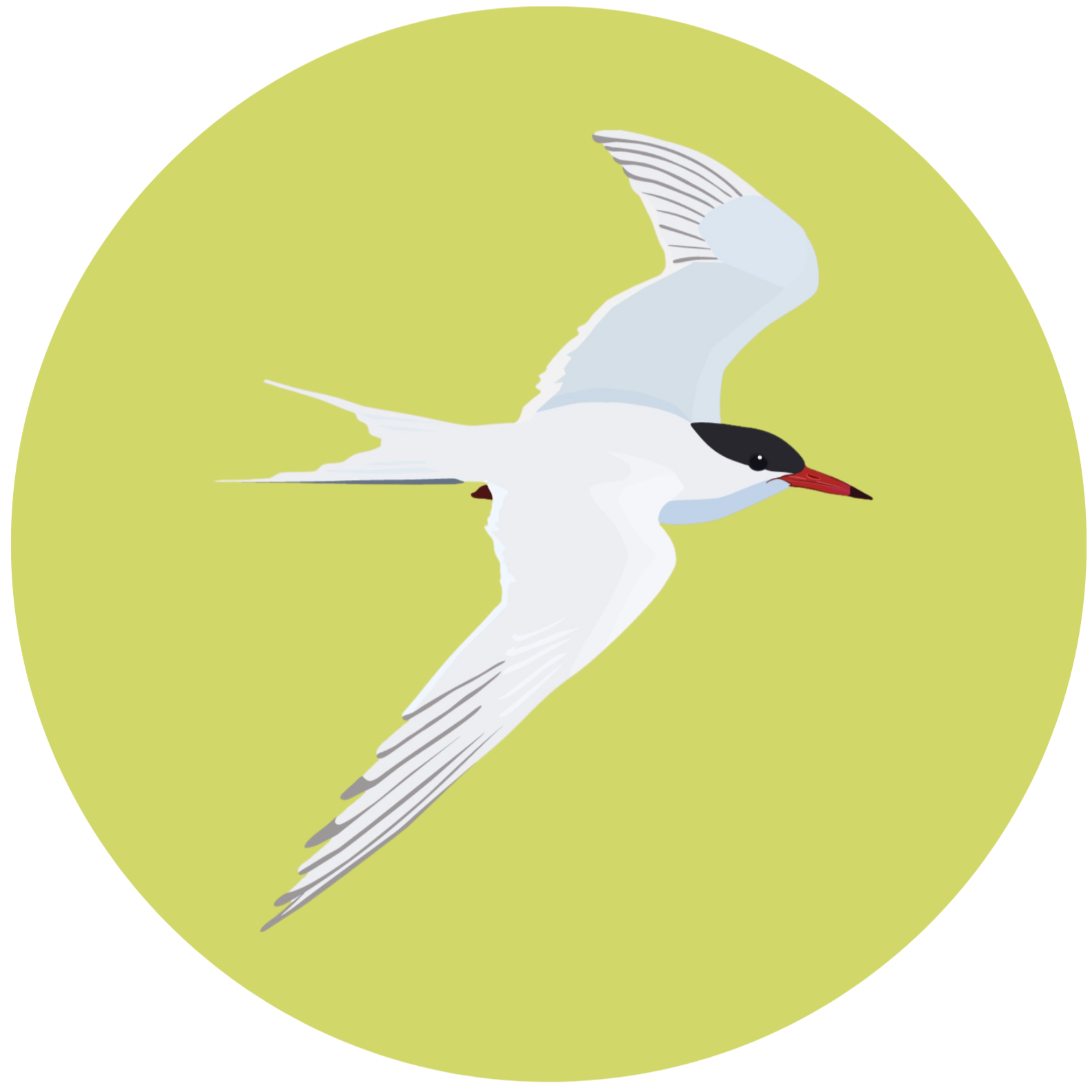 Illustration of a  common tern against a yellow background.