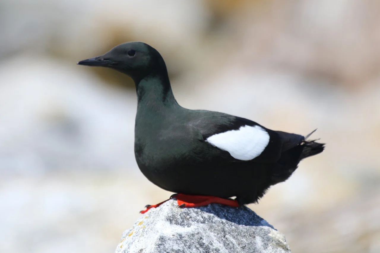 A black guillemot perched on a rock.