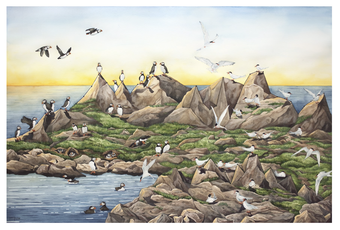 Seabirds of Seal Island by Jill Pelto Print