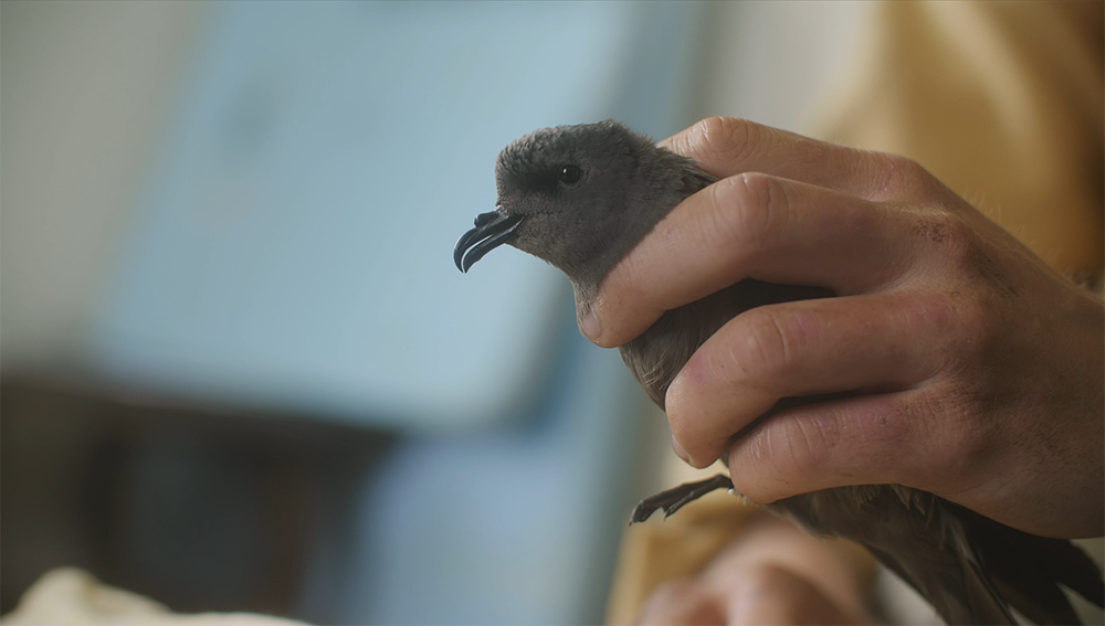 Person holding a leach's storm-petrel: small black and brown bird with curved beak in their hand.