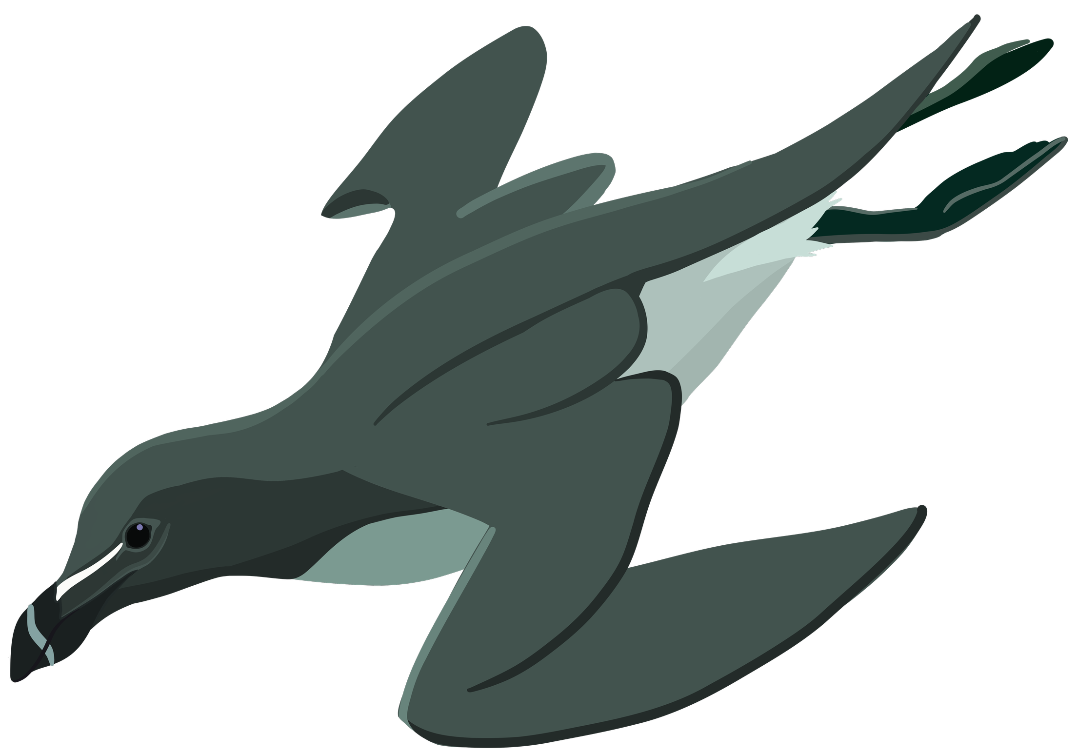 Illustration of a razorbill bird diving.