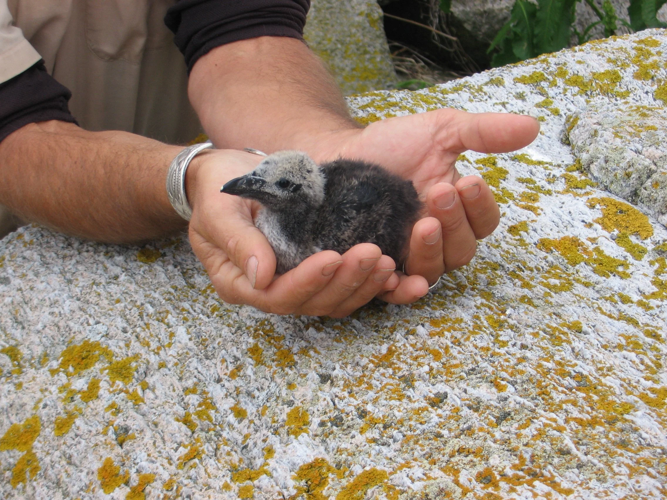 Two hands gently holding a small, fluffy black and gray razorbill chick on a rocky surface with yellow and white lichen.