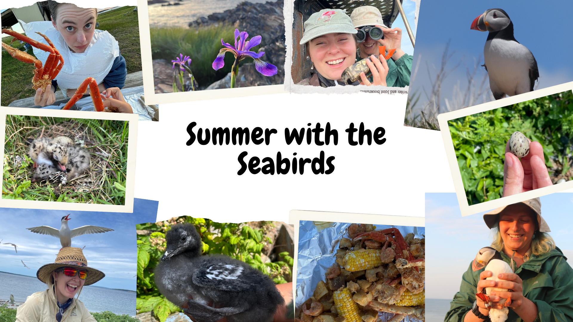 Collage of various summer activities and wildlife, including people enjoying the outdoors, birds, chicks, eggs, and food related to a summer adventure, with the central text 'Summer with the Seabirds'.