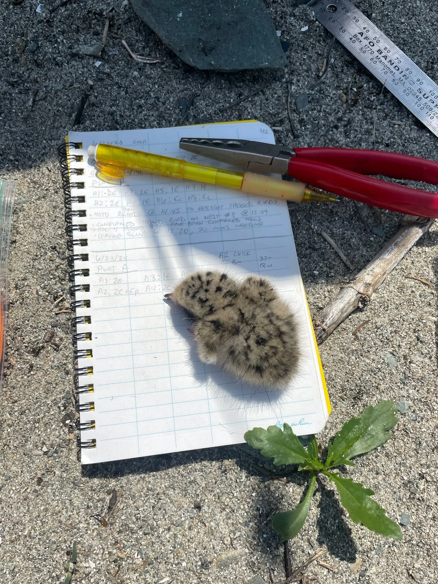 A small, fluffy baby bird, likely a chick, with spotted brown and white feathers lying on an open notebook with handwritten notes. The notes are written in blue ink and the notebook is on sandy ground with a small green plant nearby. There is a yellow pen, a pair of red-handled pliers, and a metal ruler nearby.