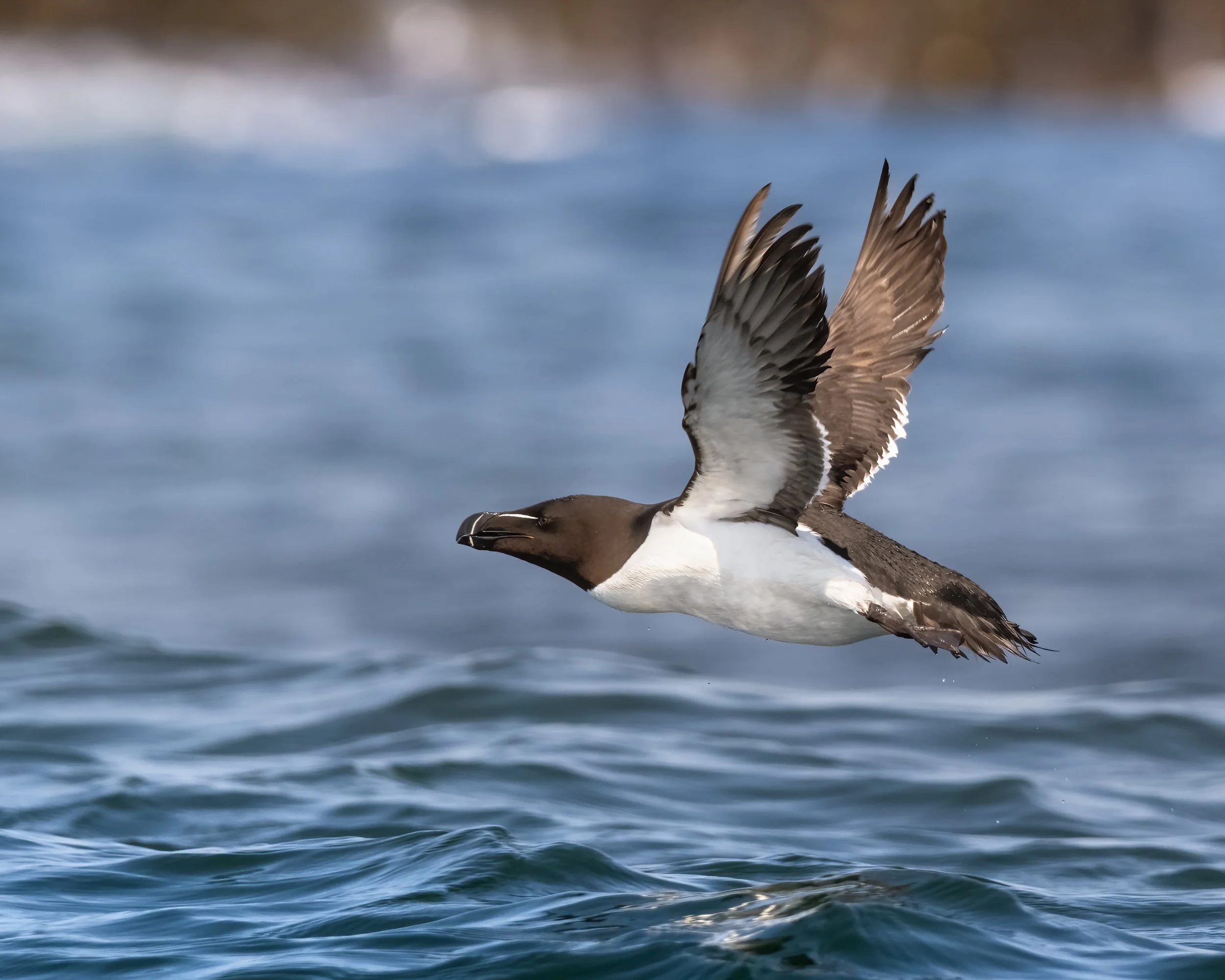 A razorbill flying over water with a dark head, white underbelly, and brown wings.
