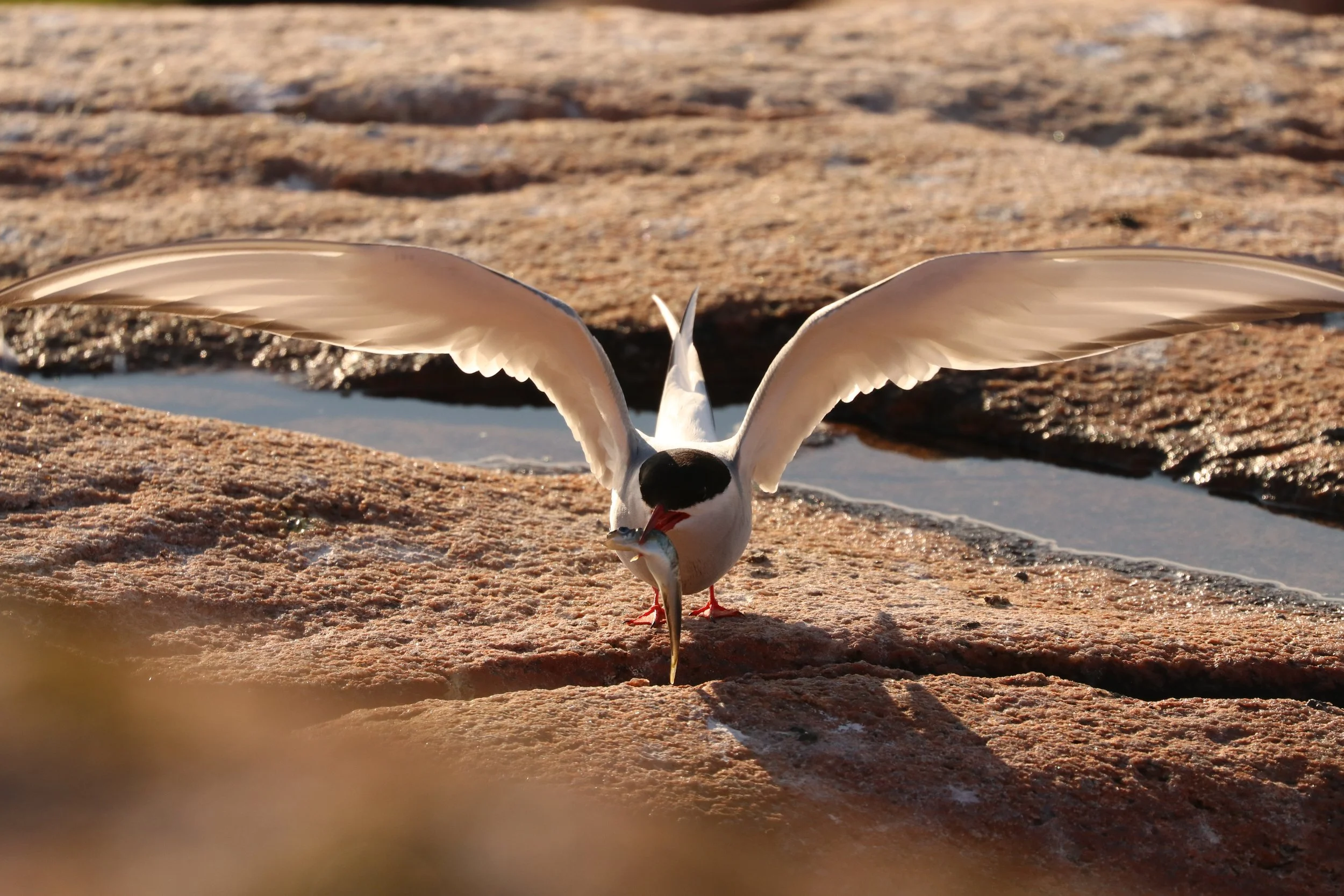 arctic tern on rocky surface with wings spread, holding fish in its beak.