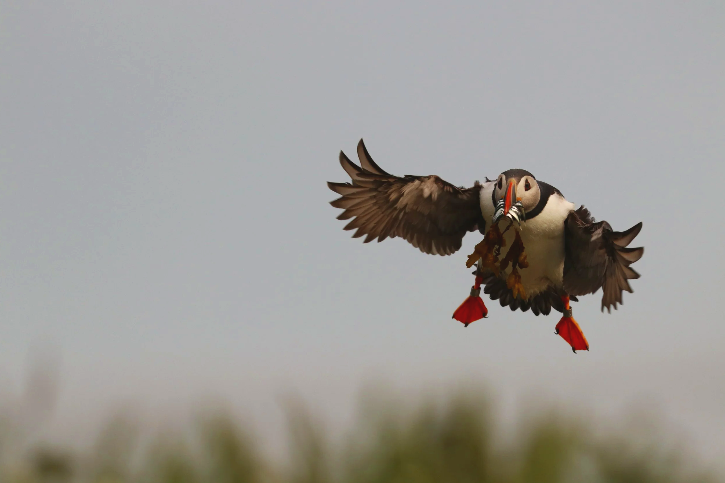 A puffin flying through the air with its wings spread wide, carrying a small fish in its beak.