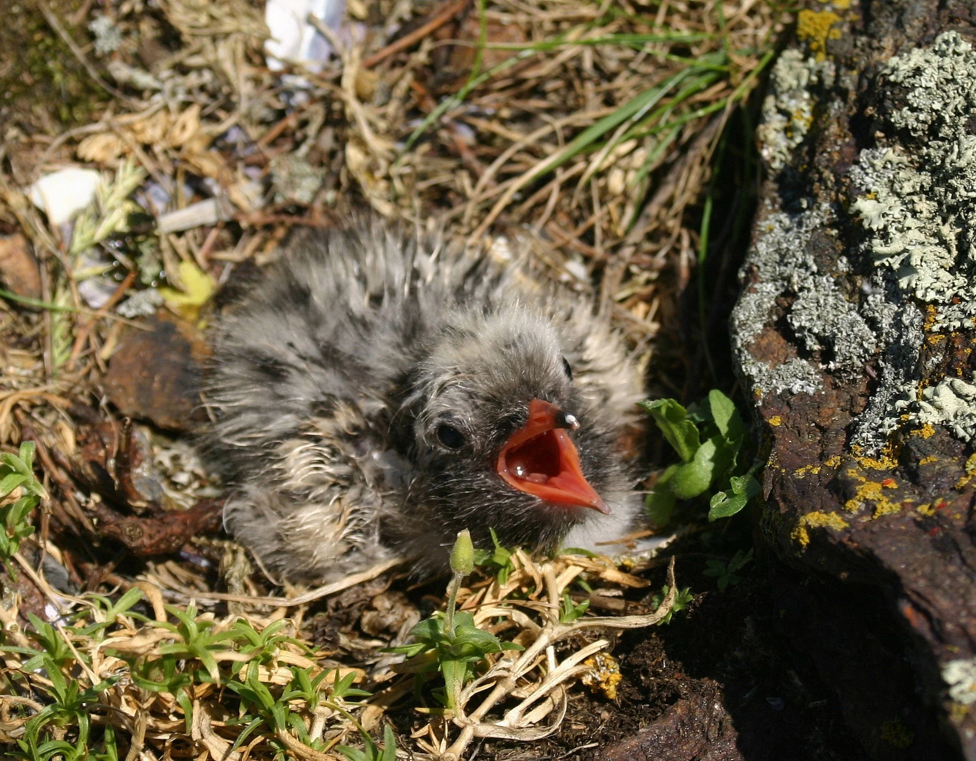 A wet bird chick with its mouth open lying on the ground among small plants, twigs, and rocks.