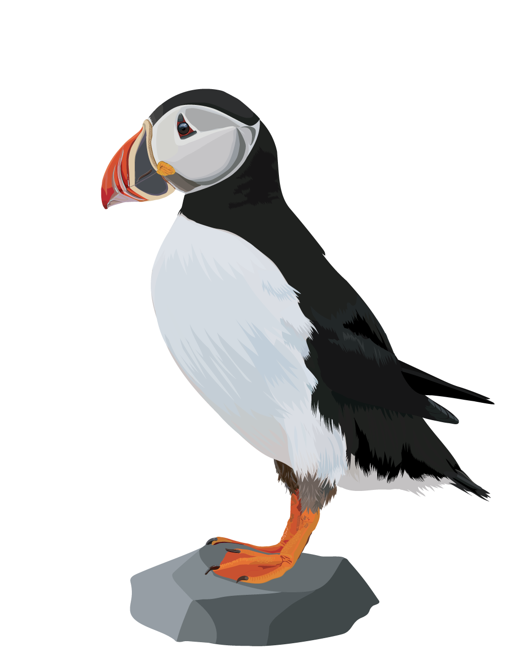 Digital illustration of a puffin bird with a colorful beak, black and white feathers, orange feet, and perched on a rock against a black background.