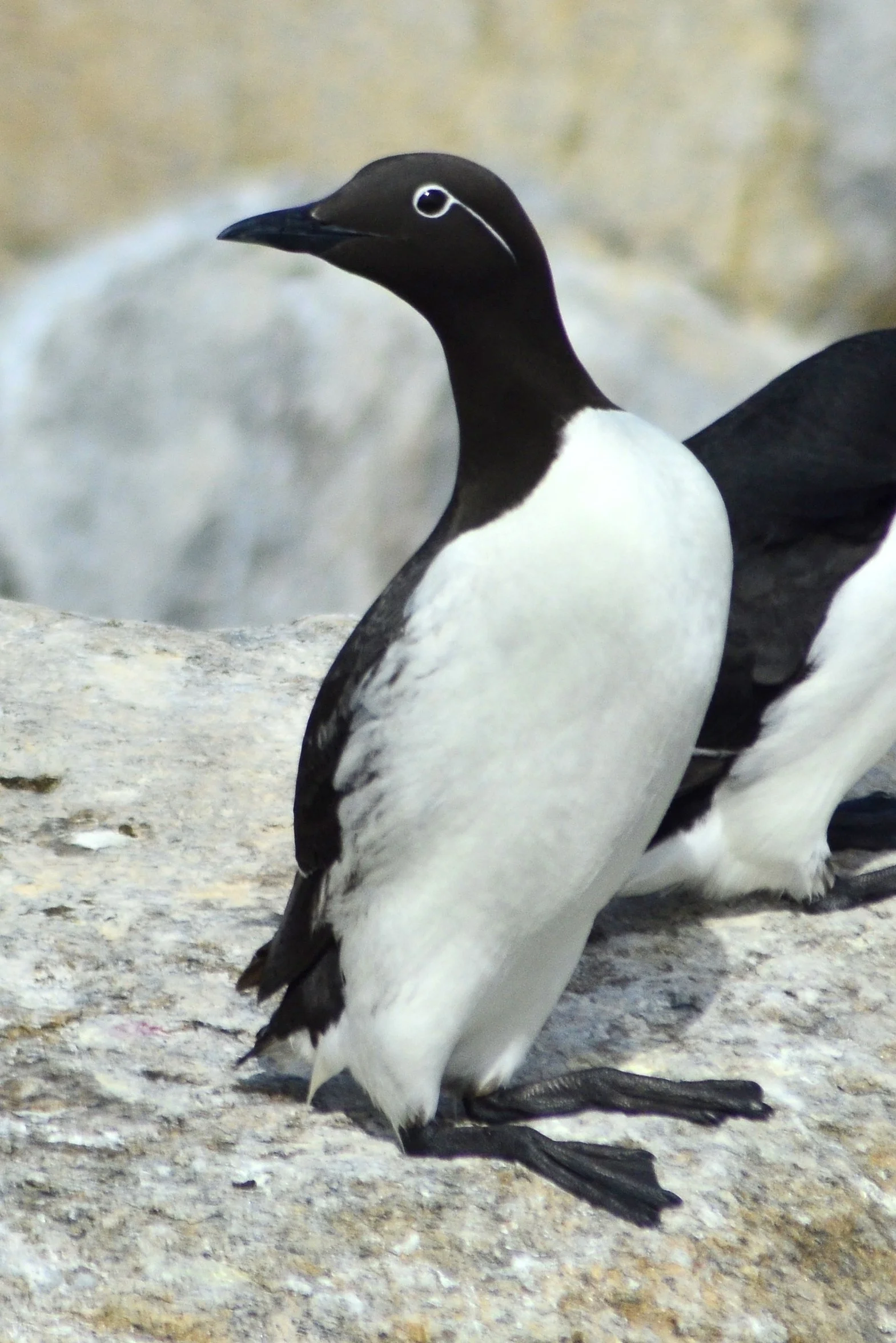 A close-up of a black and white common murre standing on rocky ground.